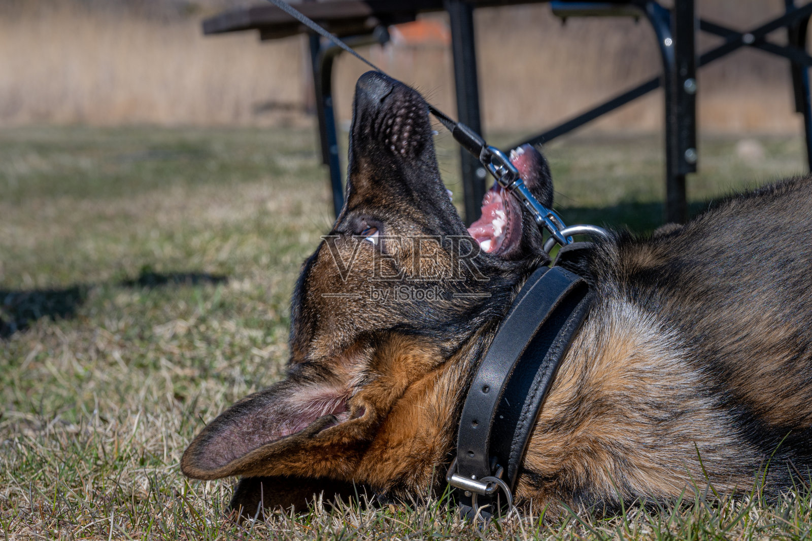 一个快乐和顽皮的四个月大的德国牧羊犬小狗躺在他的背部在绿色的草地照片摄影图片