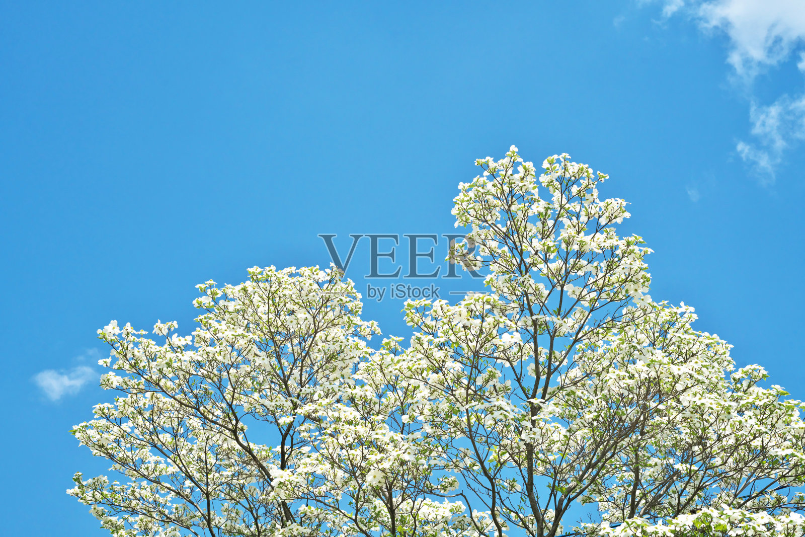 北美四照花照片摄影图片