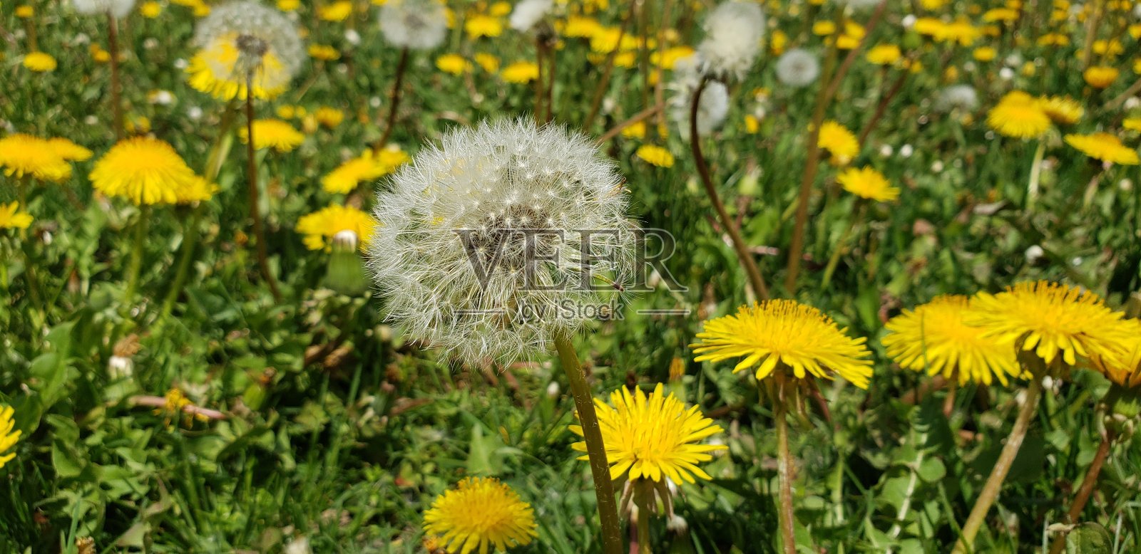 早春出门花多照片摄影图片