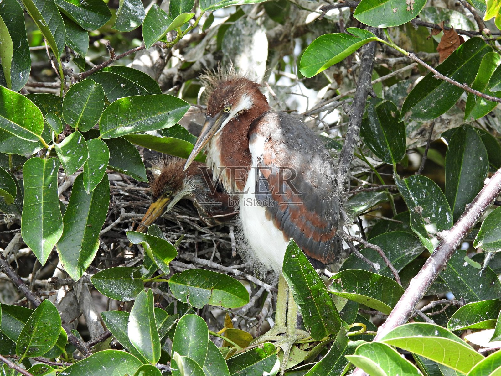 三色鹭(白鹭)幼鸟在巢中休息照片摄影图片