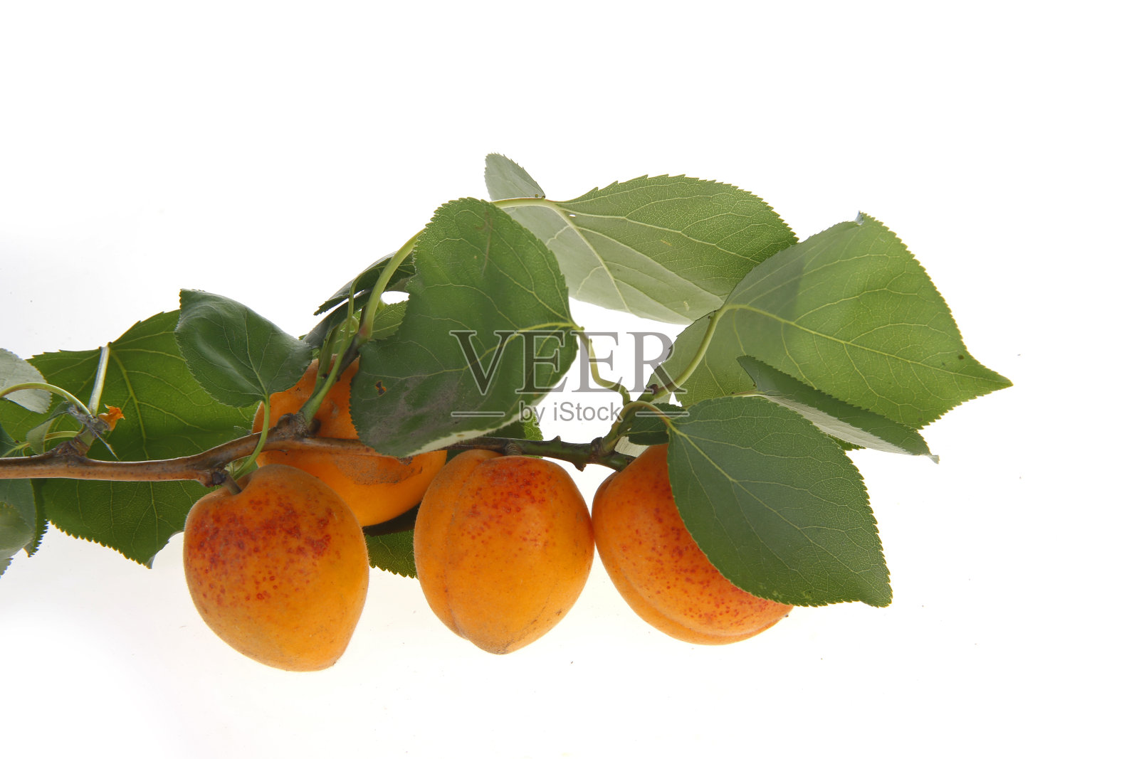 白色背景上的黄色杏子照片摄影图片