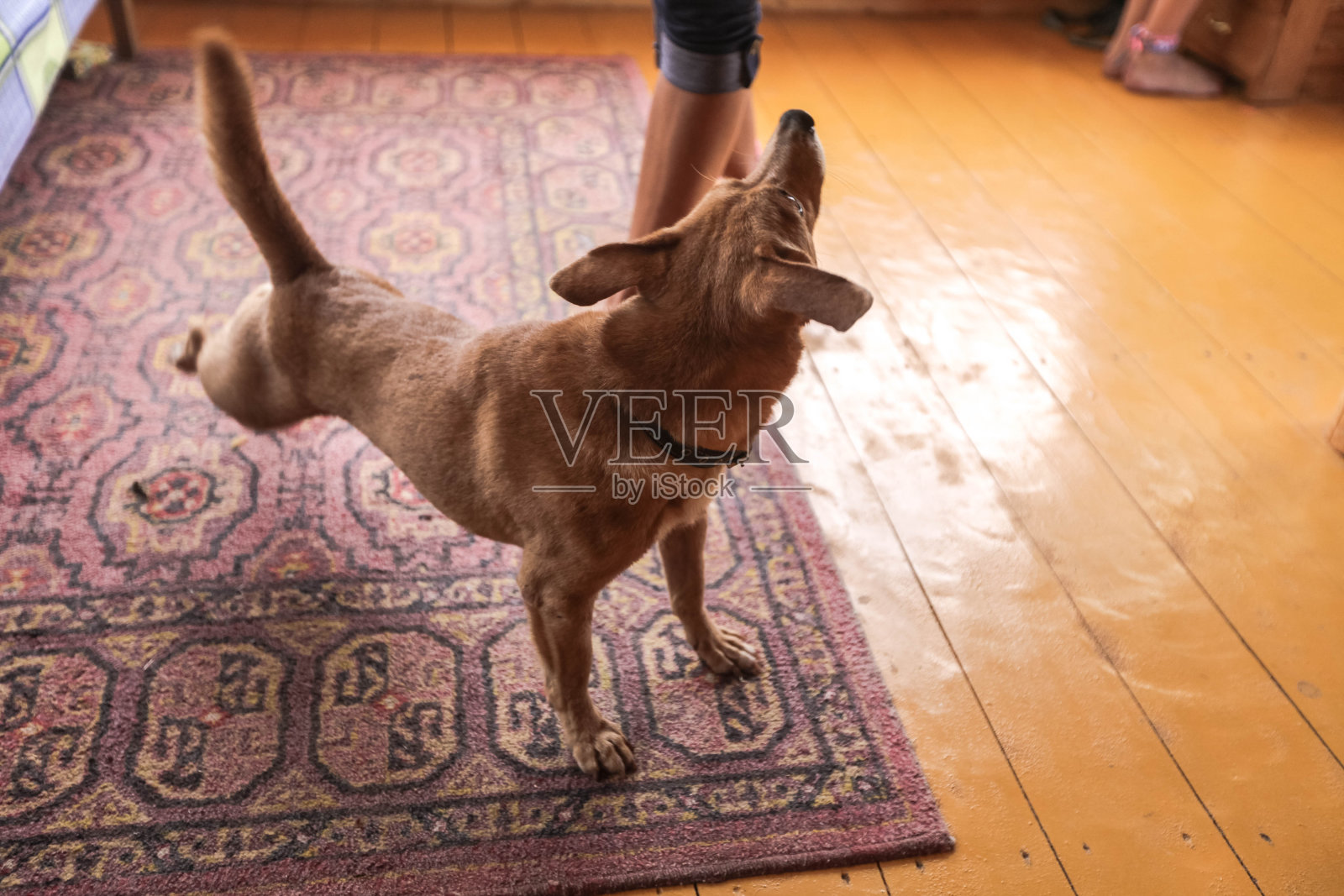 一只姜黄色的狗在室内伸展照片摄影图片