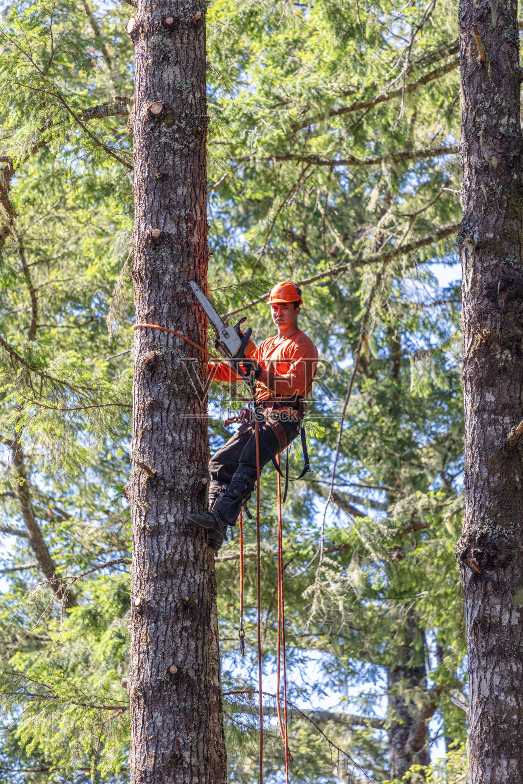 乔木学家在树上砍树枝照片摄影图片