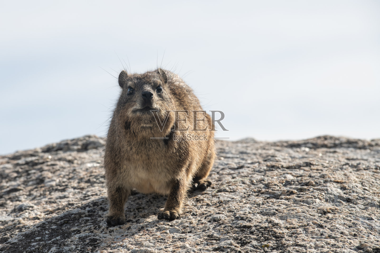 岩狸在石头上照片摄影图片