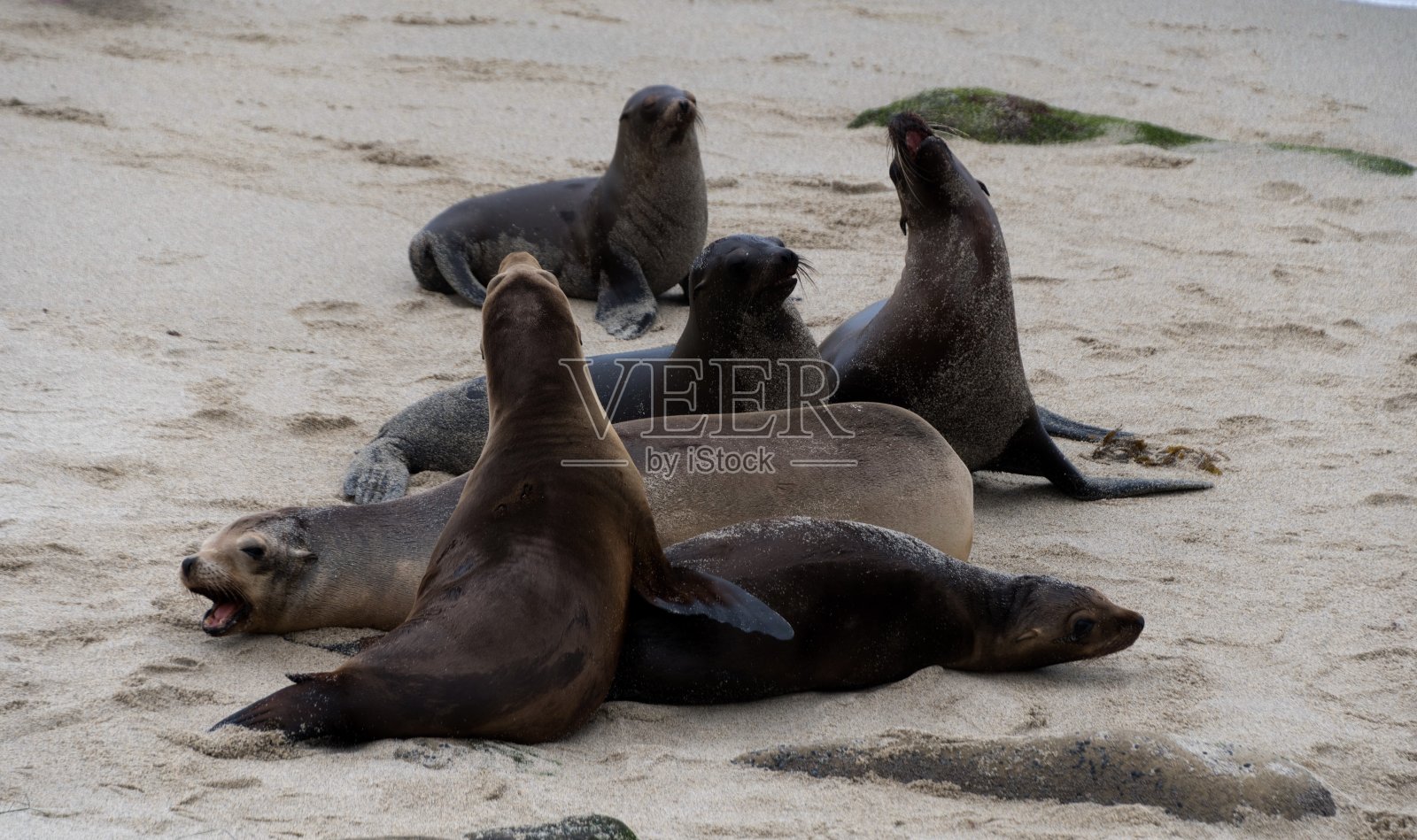 一群海狮在拉霍亚湾附近的沙滩上社交，圣地亚哥，南加州。照片摄影图片