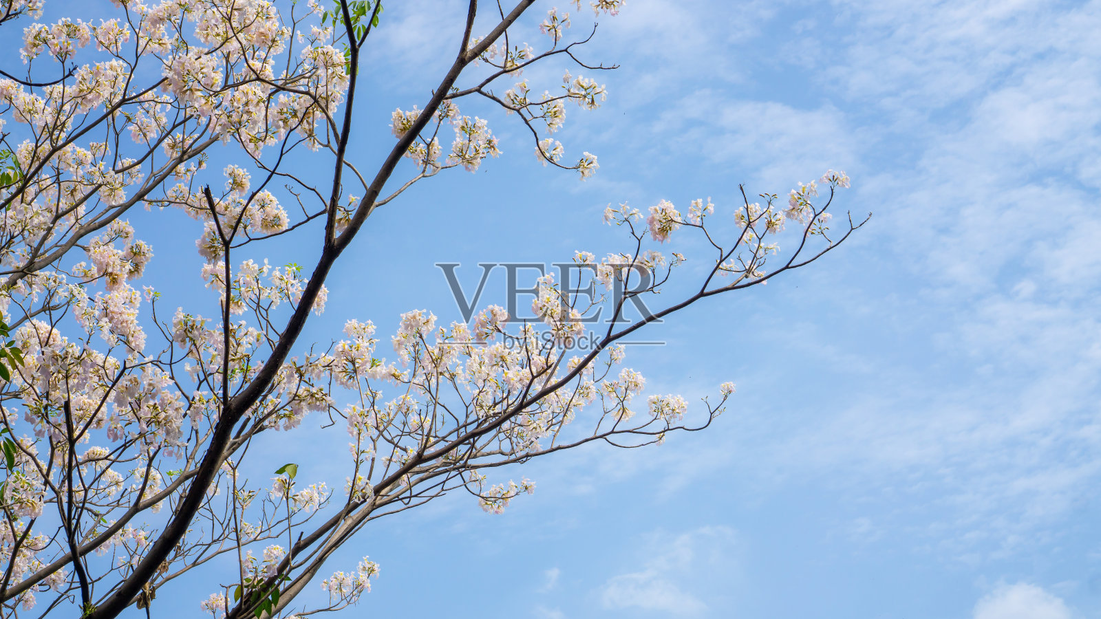 粉红色喇叭灌木开花树的白色花瓣在白云和蓝天的背景下，在绿色的叶子上开花，被称为粉红色Tecoma或Tabebuia玫瑰色植物，向上看形象和复制空间照片摄影图片