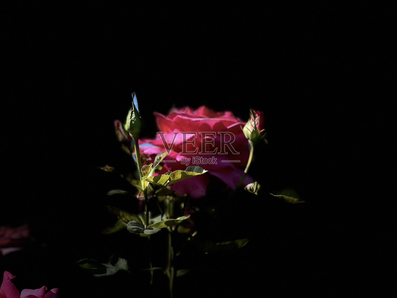 玫瑰花照片摄影图片