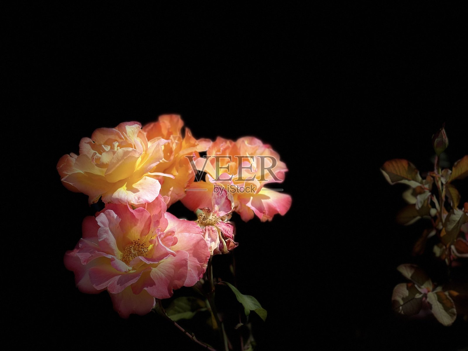 玫瑰花照片摄影图片