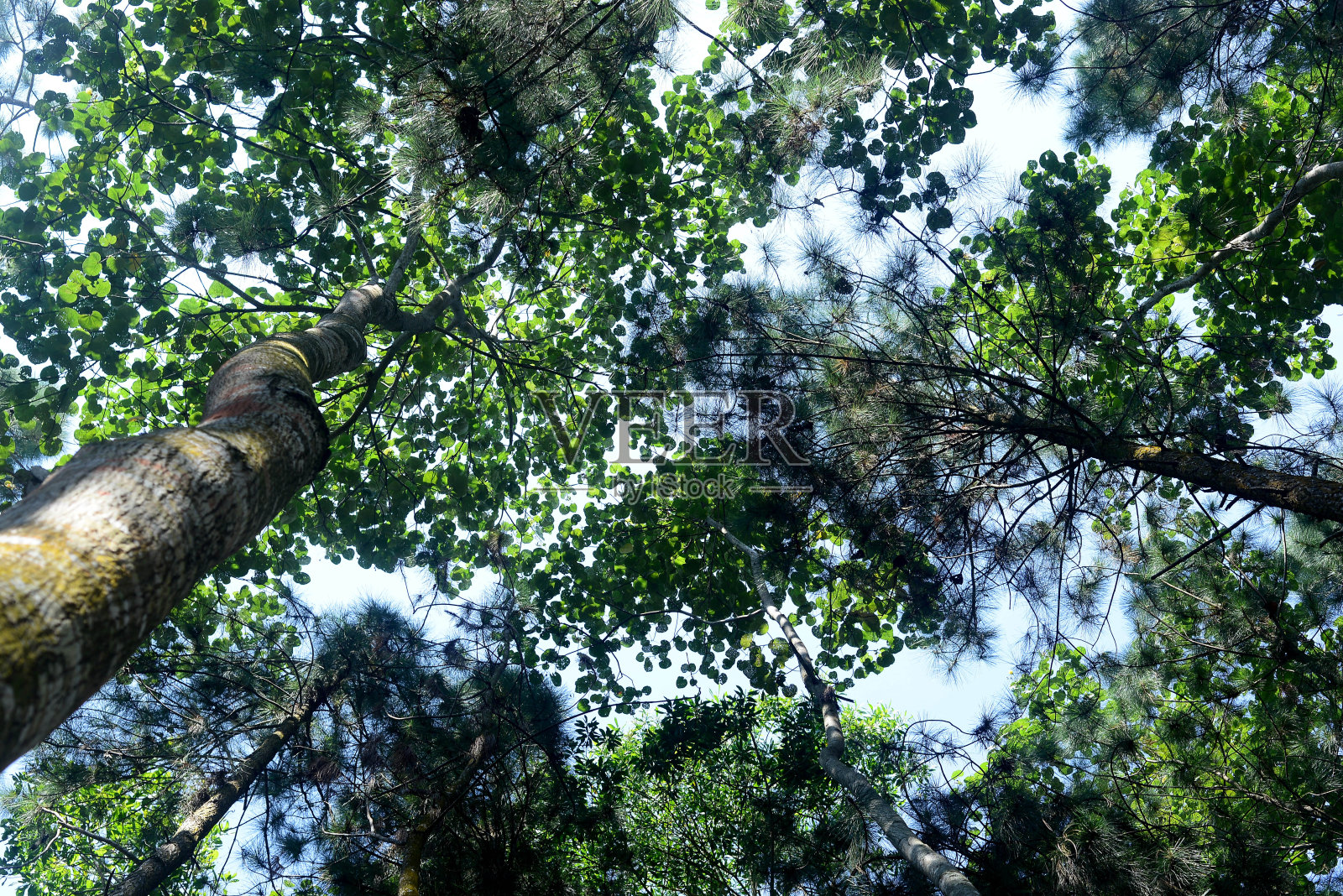 高大的树叶伴着阳光，可以用作背景和墙纸照片摄影图片