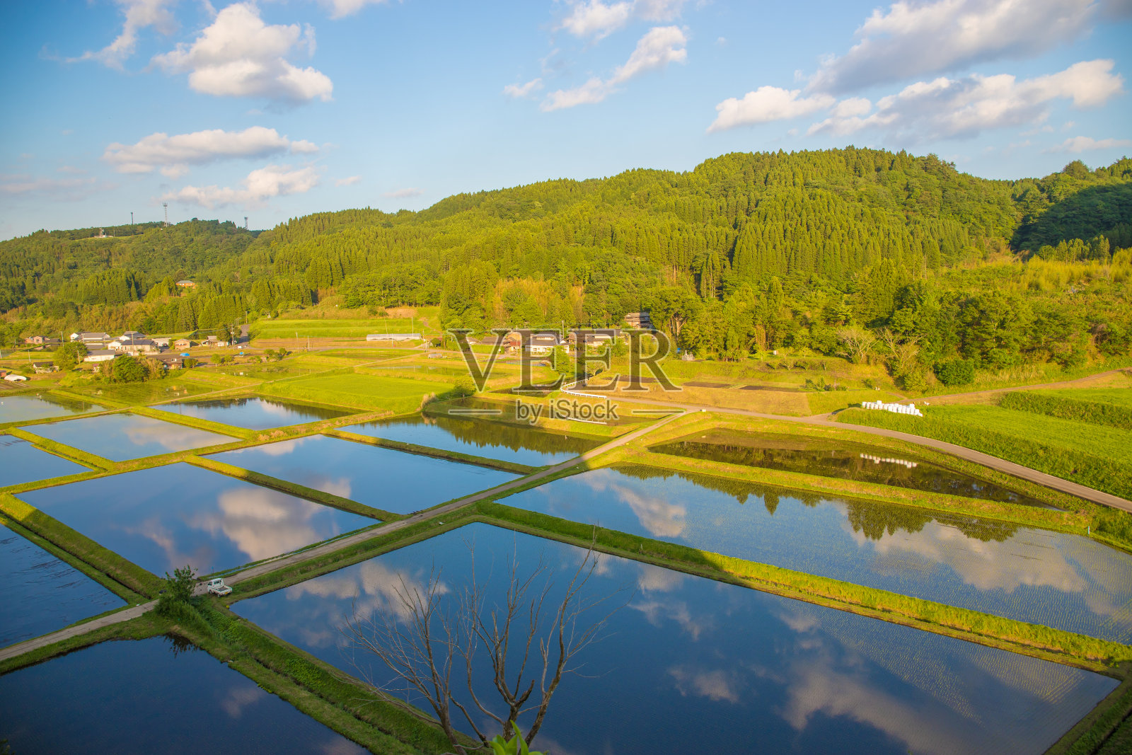 水稻和反思照片摄影图片