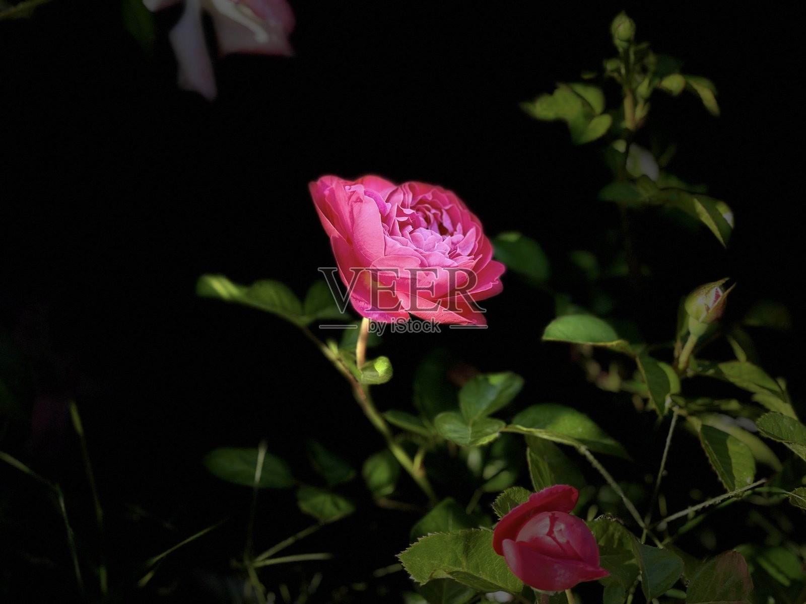 玫瑰花照片摄影图片