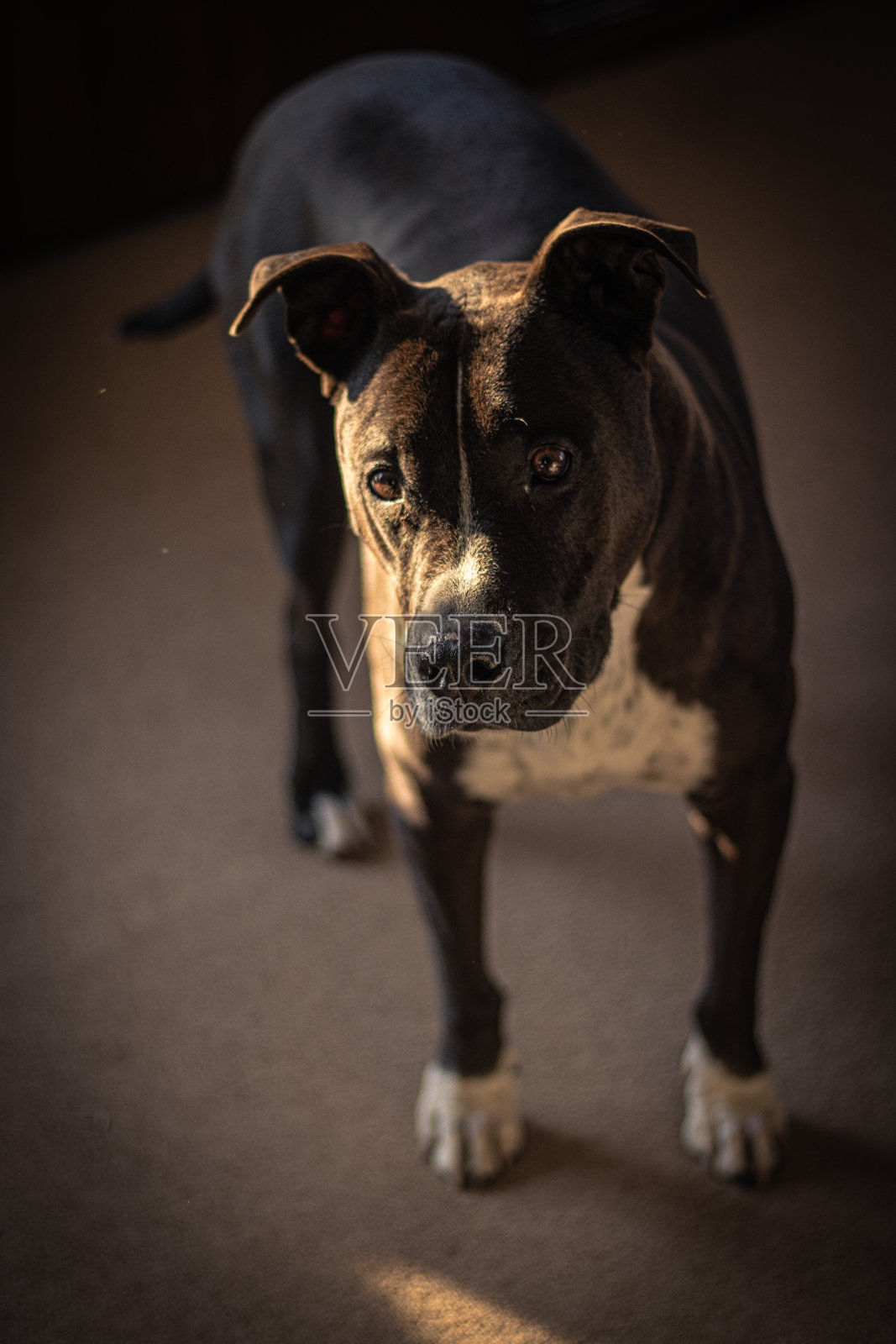 美国职员照片摄影图片