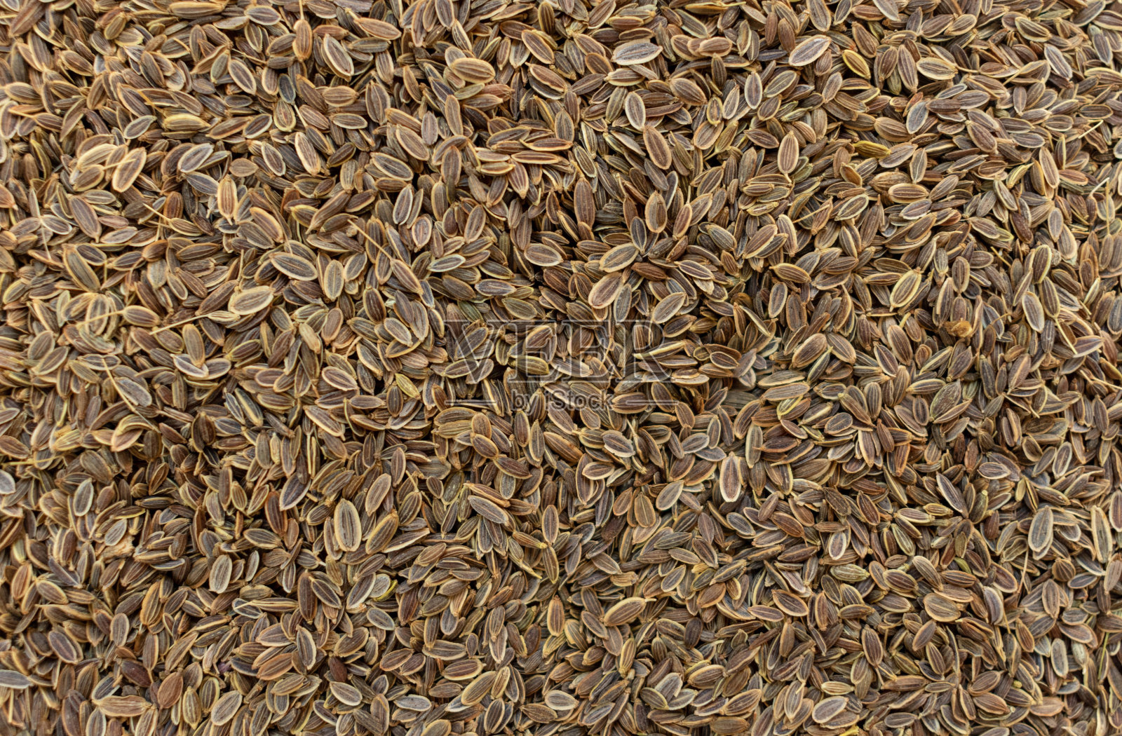 莳萝种子。莳萝种子背景。照片摄影图片