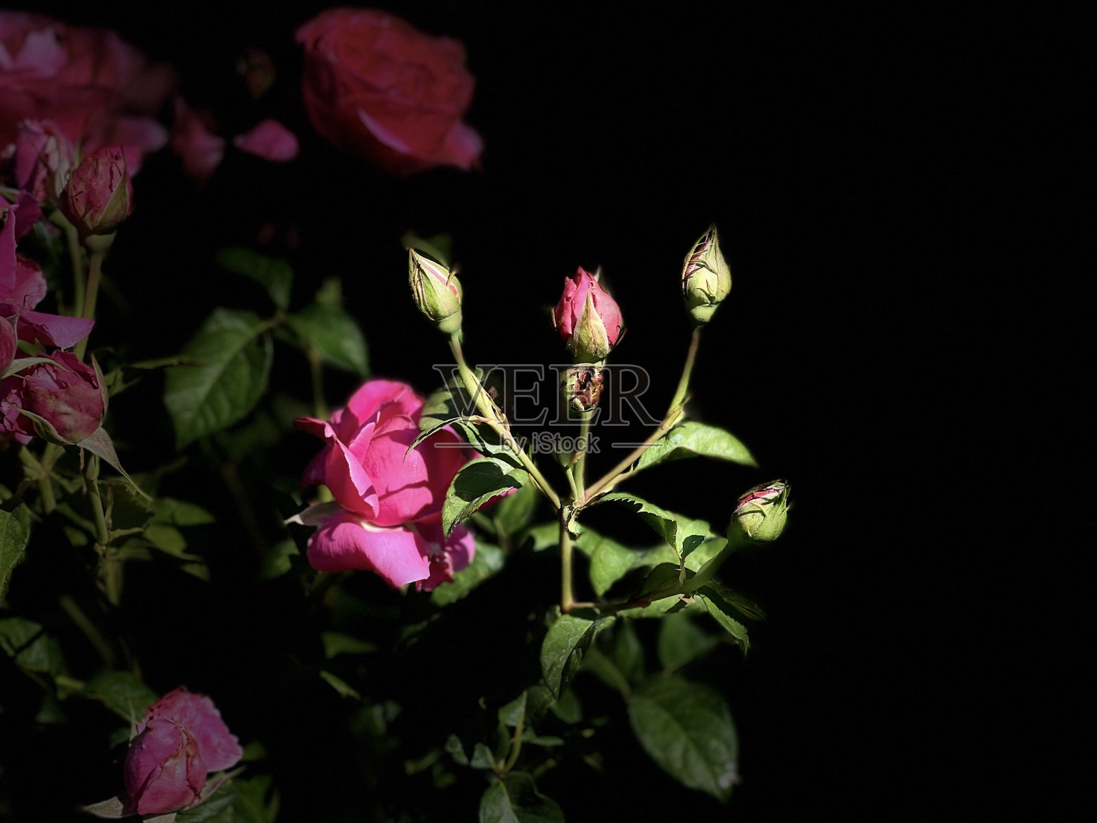 玫瑰花照片摄影图片