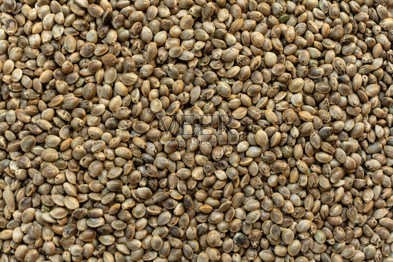 大麻种子。莳萝种子背景。照片摄影图片