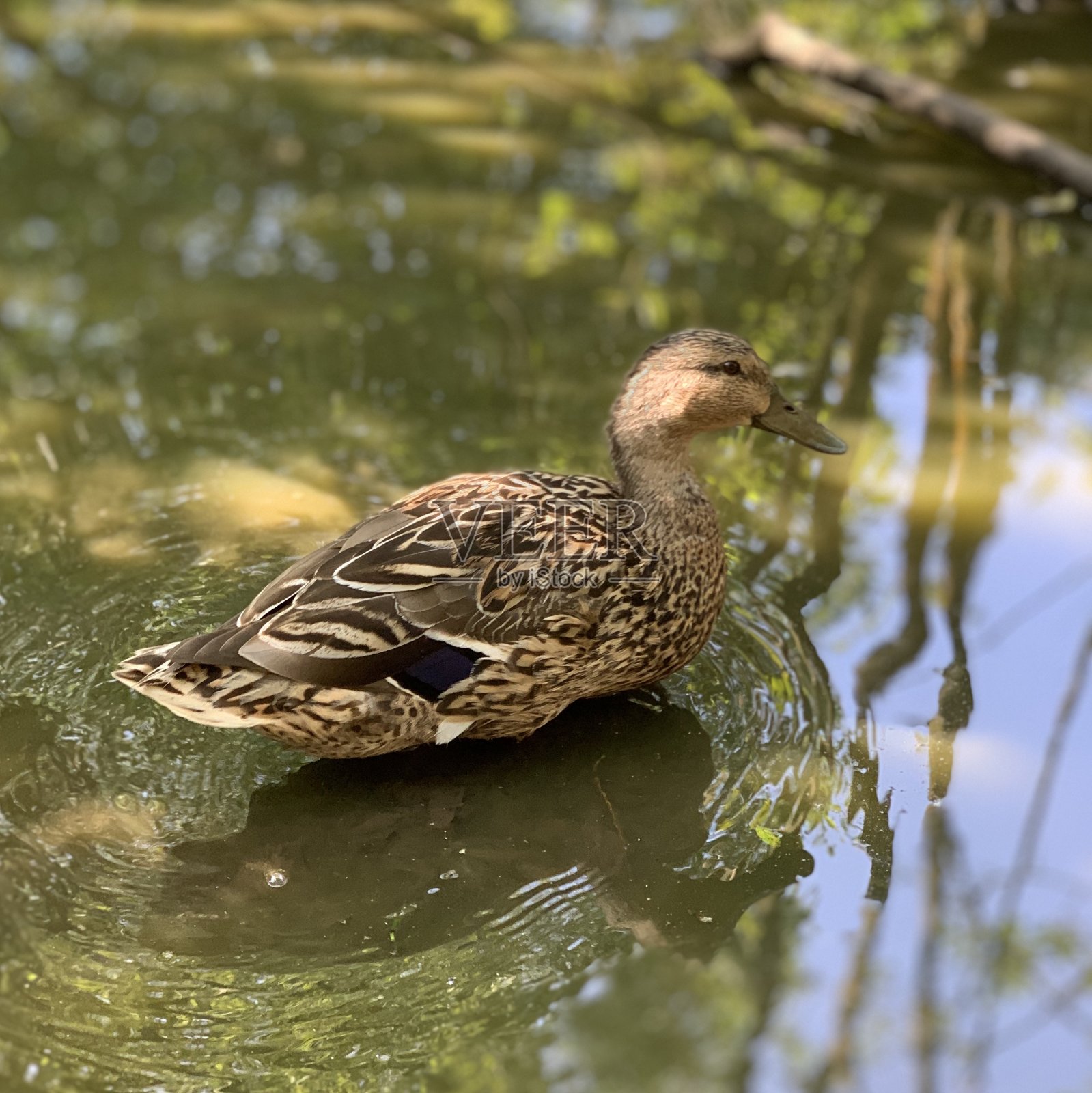 野鸭照片摄影图片