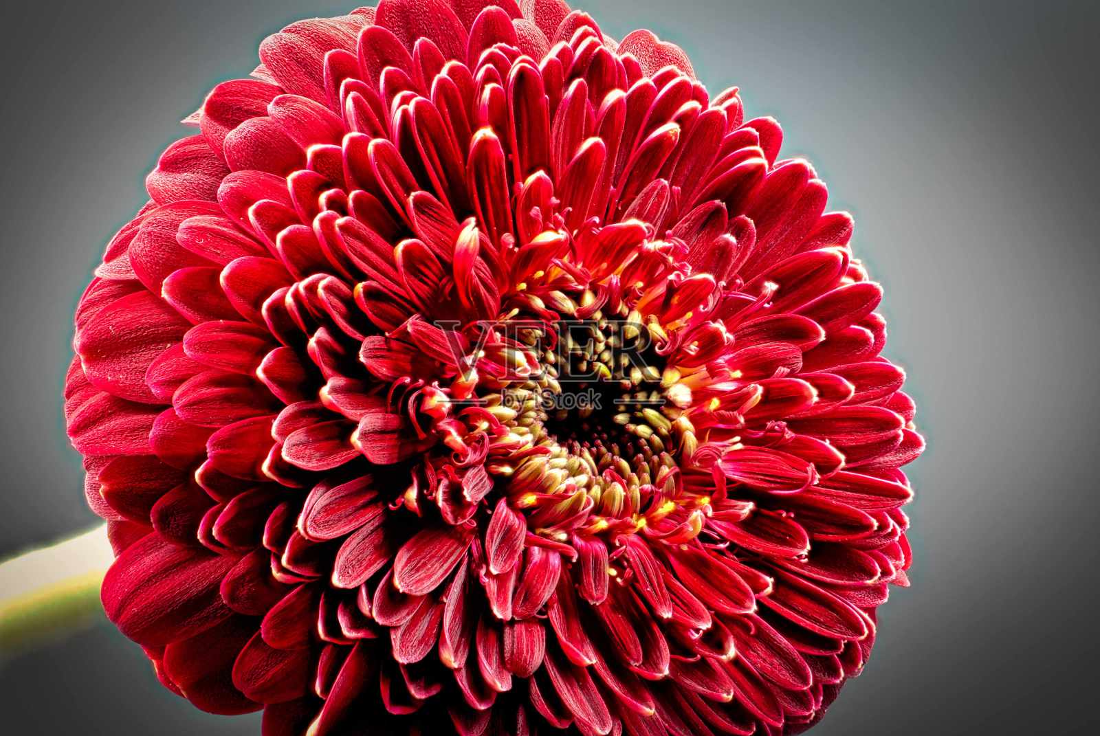 花照片摄影图片