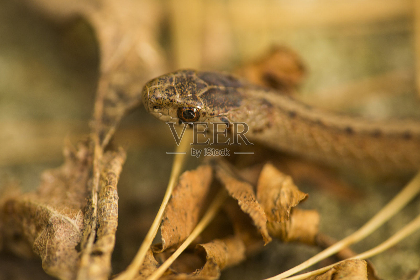 康涅狄格州古德温州立森林的北部褐蛇。照片摄影图片