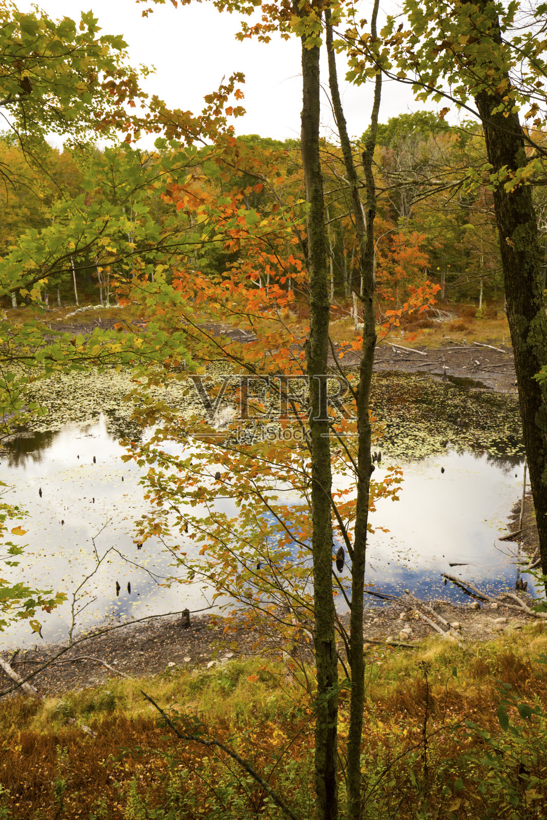 康涅狄格州卓别林黑云杉池塘的秋叶。照片摄影图片