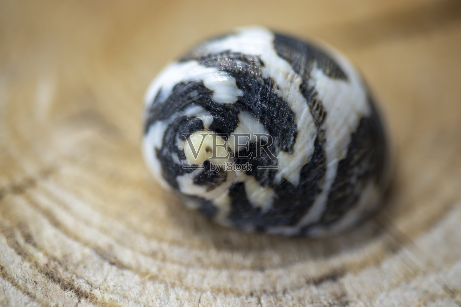 海螺壳有斑马纹，黑白两色。关闭。斐波那契黄金比例照片摄影图片