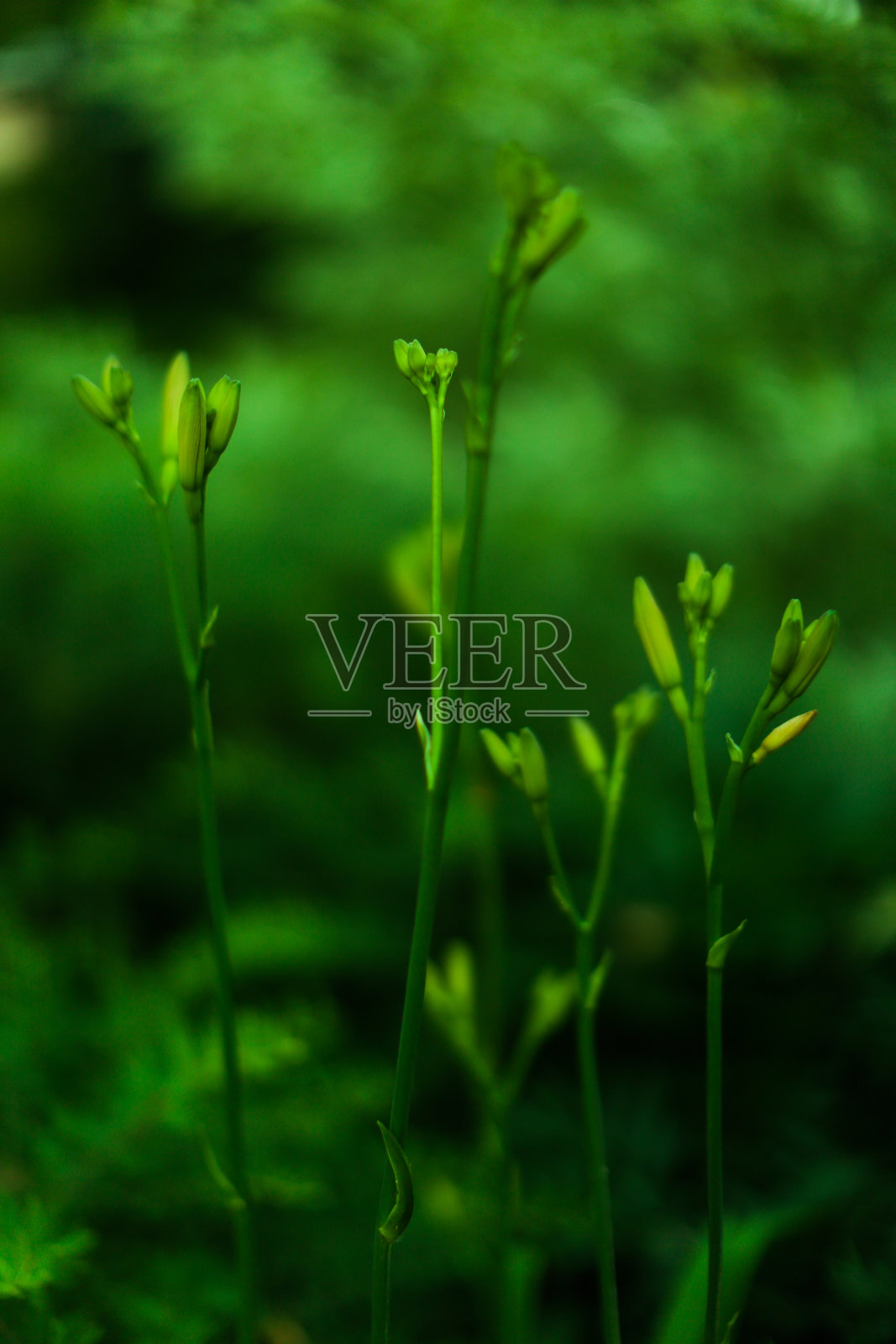 摘要夏季绿色植物背景，各种植物叶片特写照片摄影图片