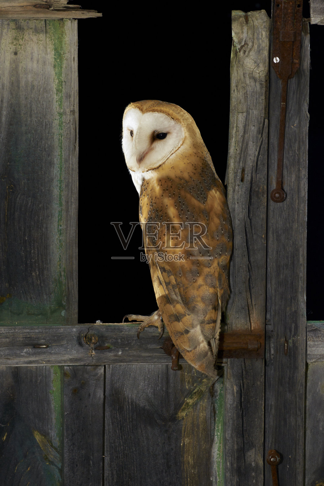 谷仓猫头鹰(Tyto alba)晚上栖息在一扇旧木窗上。加的斯照片摄影图片