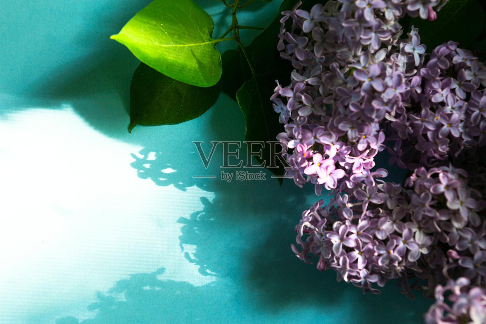 紫色的丁香枝与阴影和亮点在蓝色的春天背景。框架与copyspace精致芬芳的花-初夏。节日3月8日，复活节，生日，贺卡照片摄影图片