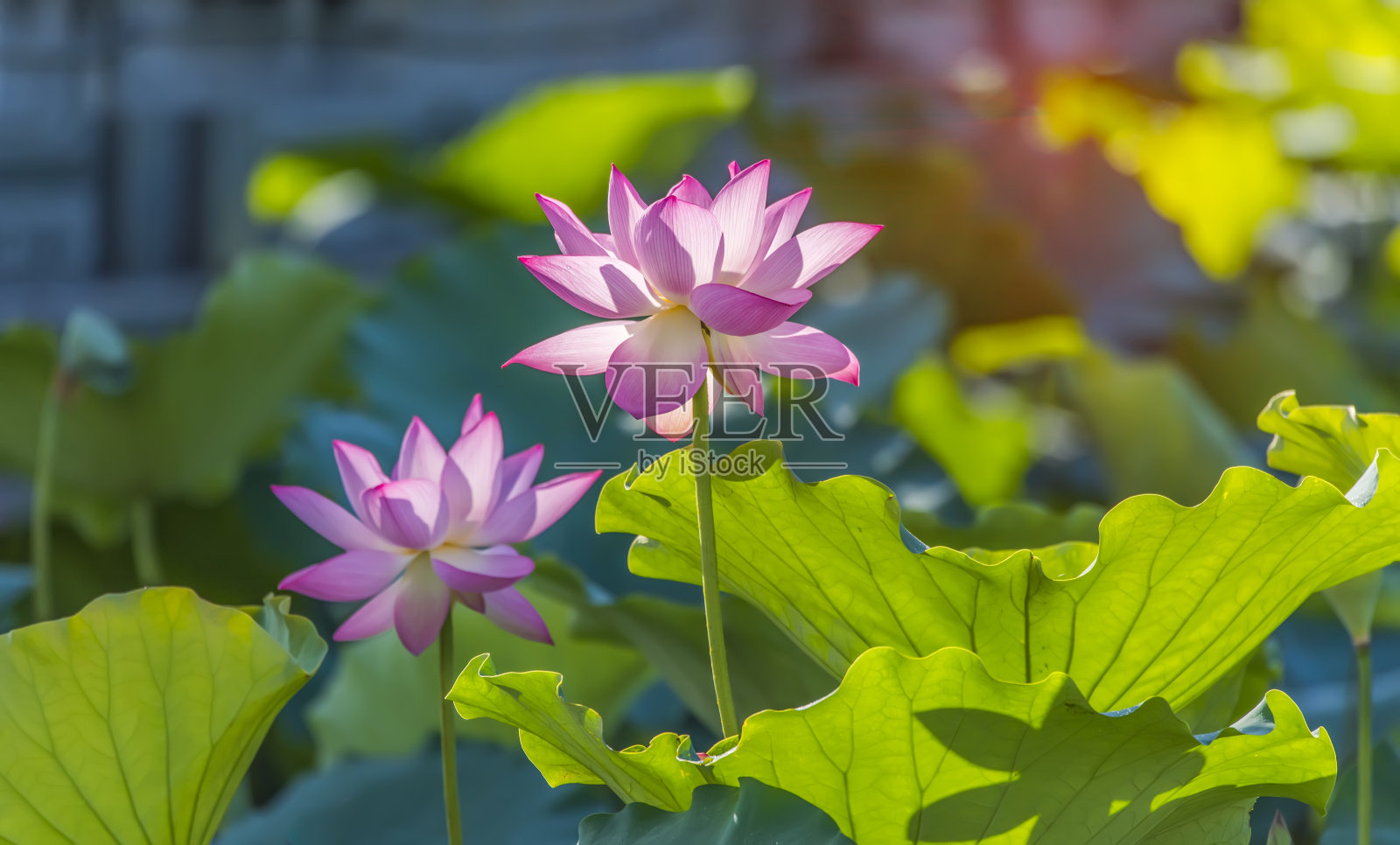 绿叶中有粉红色的荷花照片摄影图片