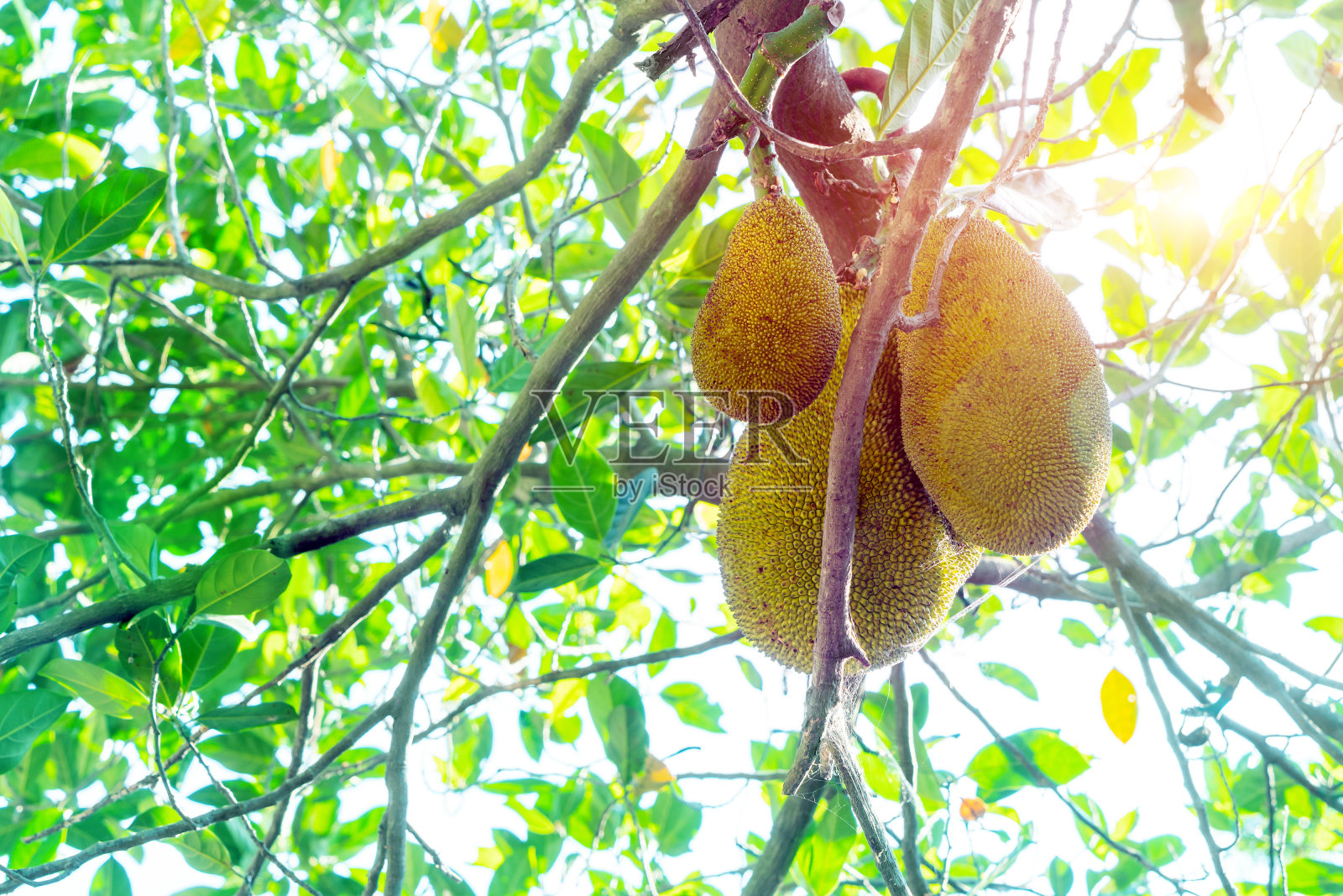 菠萝蜜树和幼小的菠萝蜜照片摄影图片
