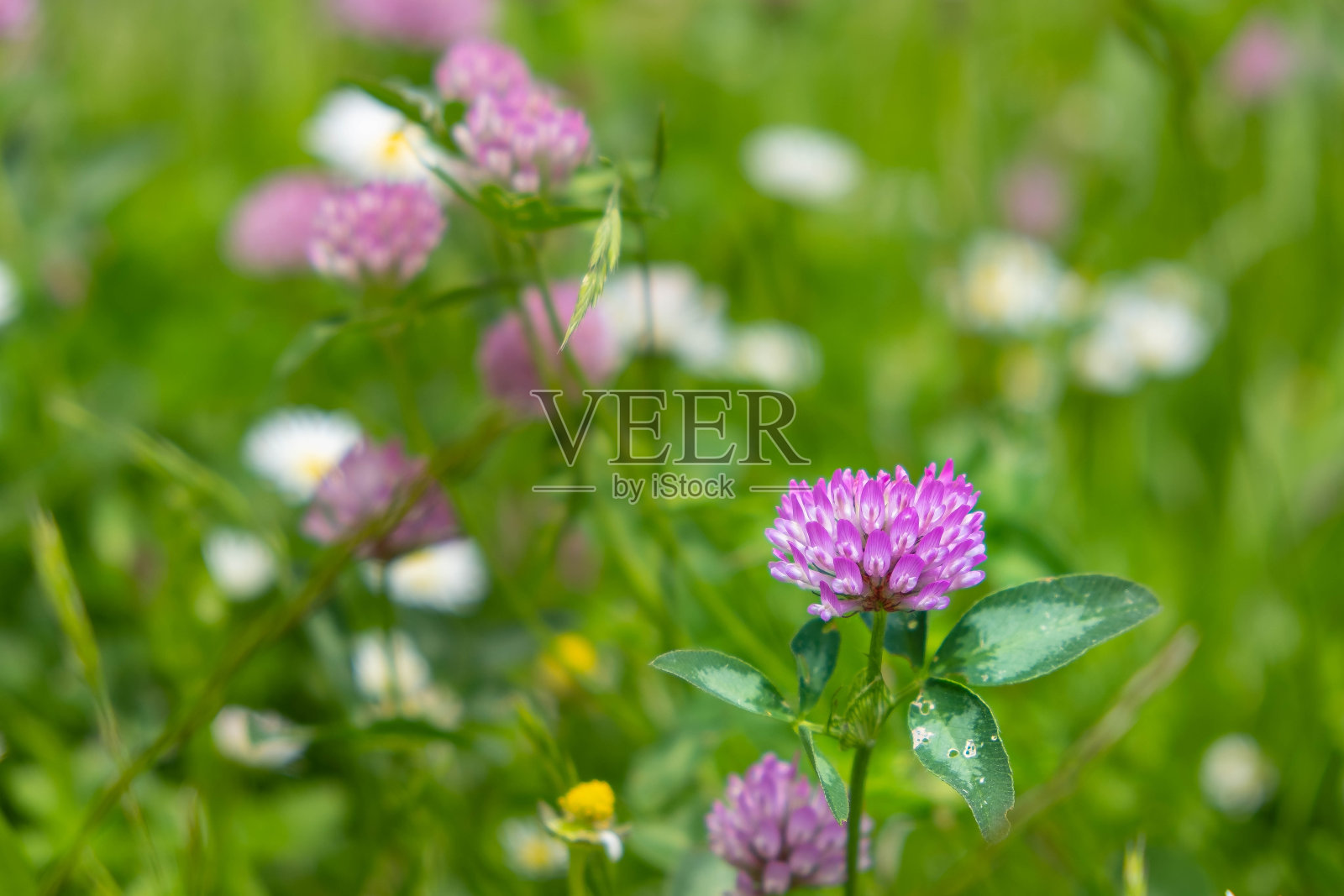 在早晨阳光明媚的草地上，柔软的粉红色三叶草，特写照片摄影图片