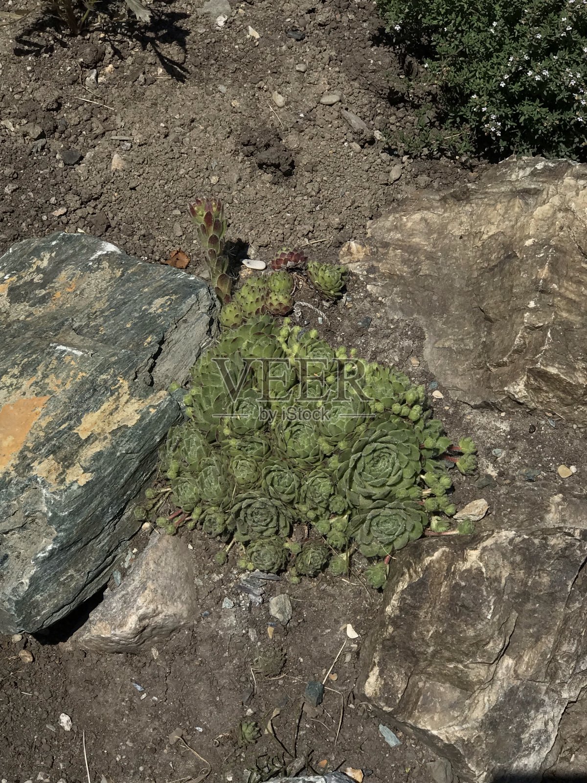 景观。绿色的花。灰色的石头。鹅卵石。布朗,干旱的大地。照片摄影图片