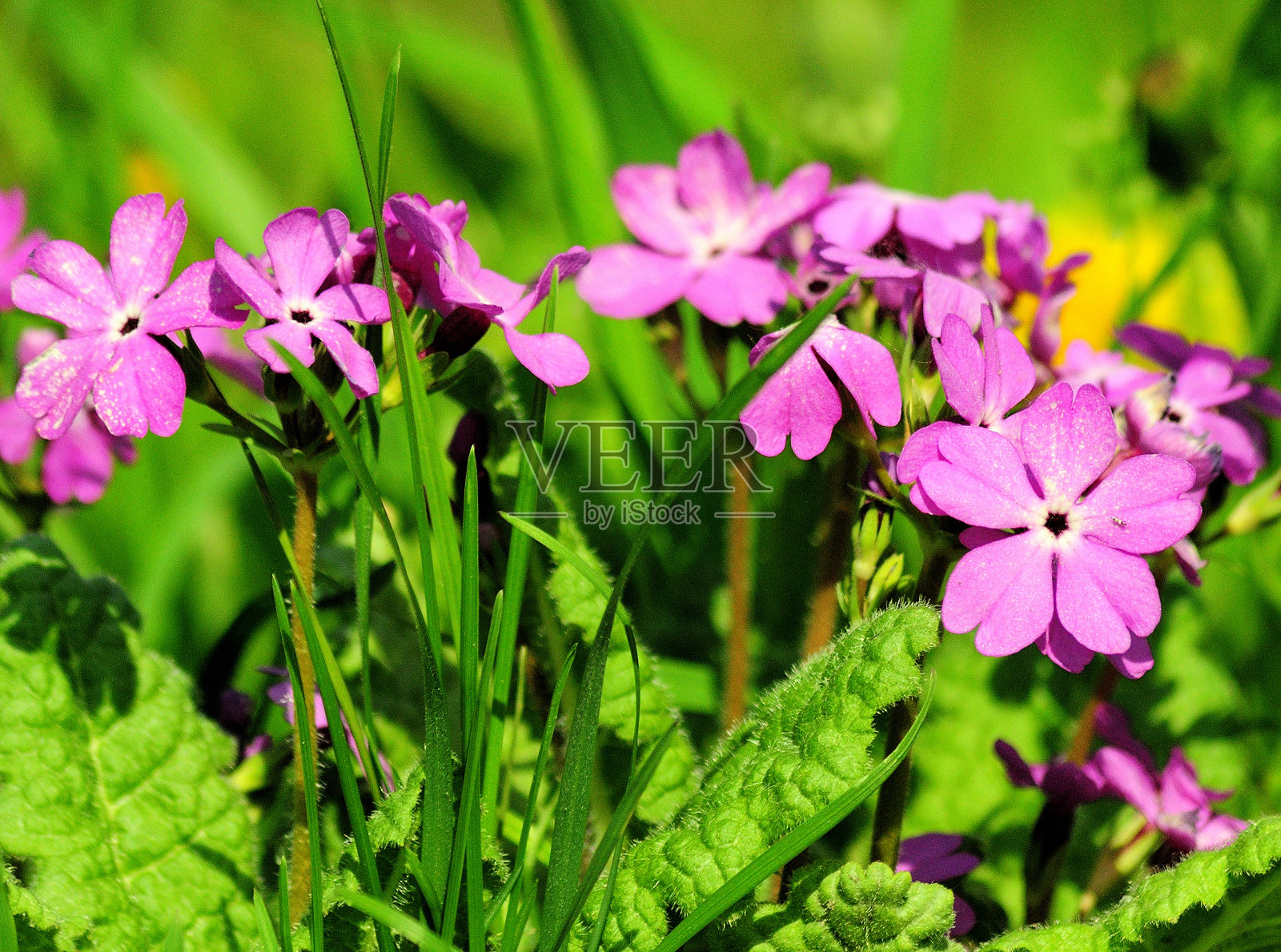 一个小紫罗兰花坛特写。照片摄影图片