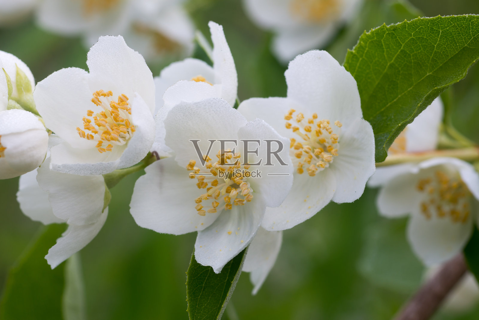 白色茉莉花特写选择焦点照片摄影图片