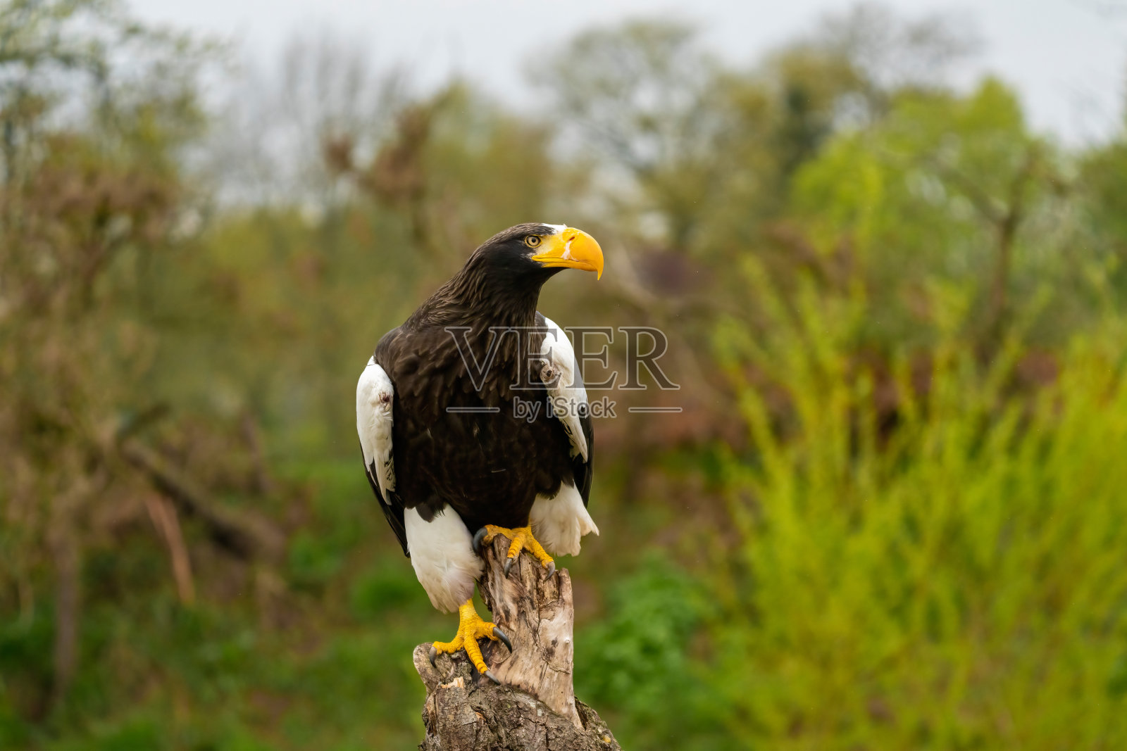 虎头海雕坐在树桩上，背景是树木、草地和蓝天。猛禽黄色的嘴上有鼻孔里的鼻涕照片摄影图片