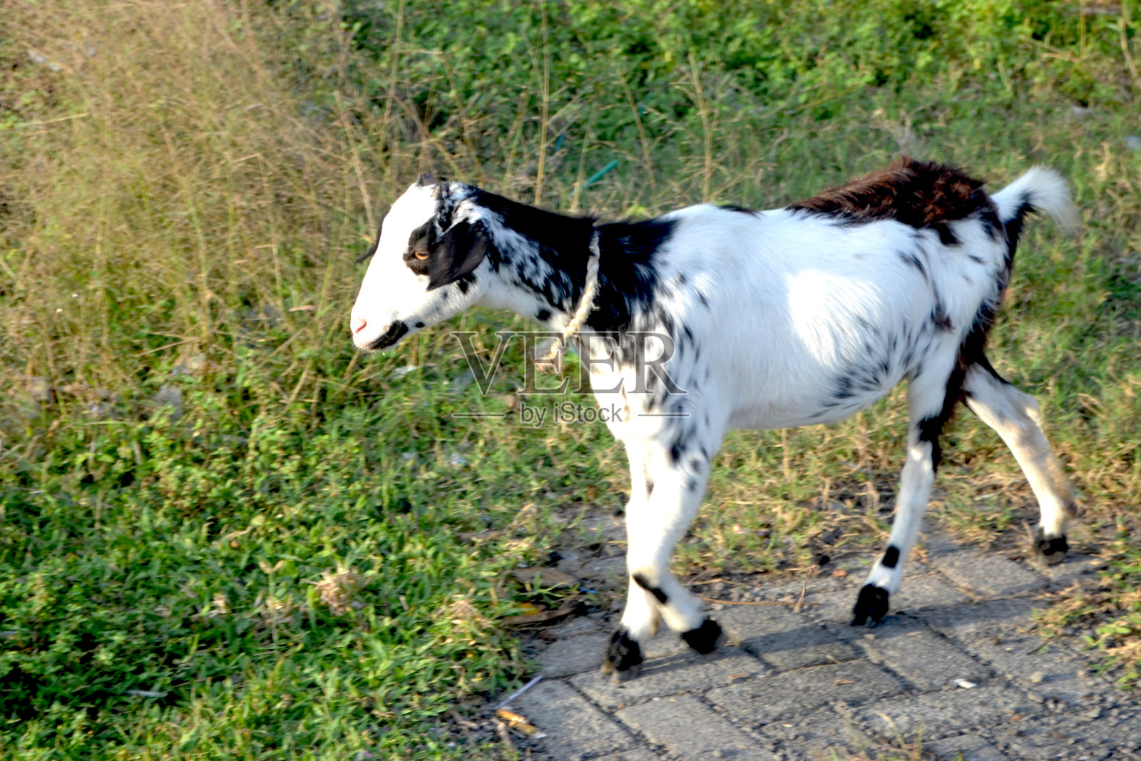 寻找食物的可爱家羊照片摄影图片