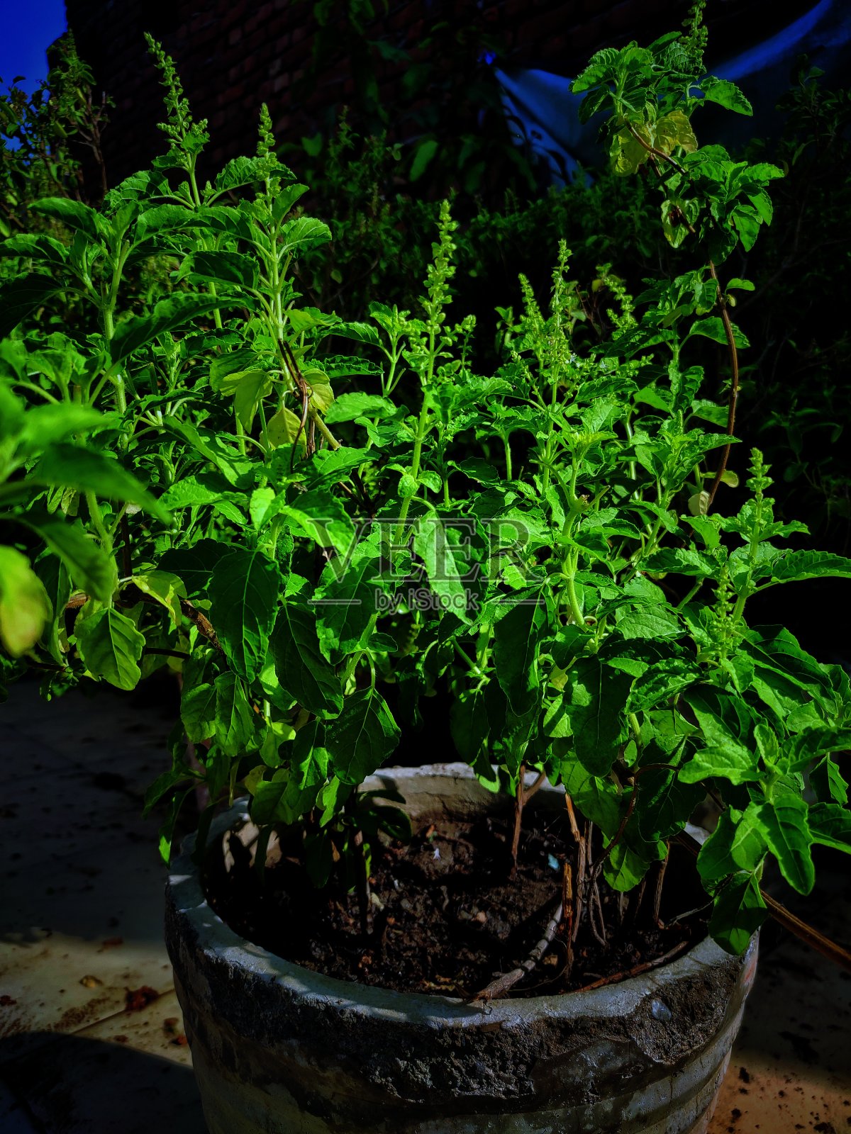 坦蒂(罗勒)工厂照片摄影图片