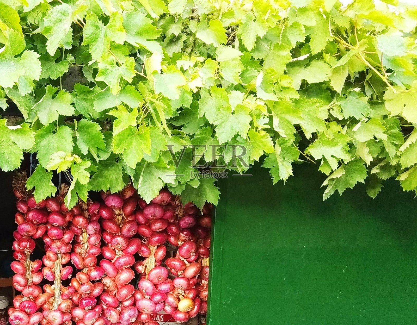 洋葱照片摄影图片