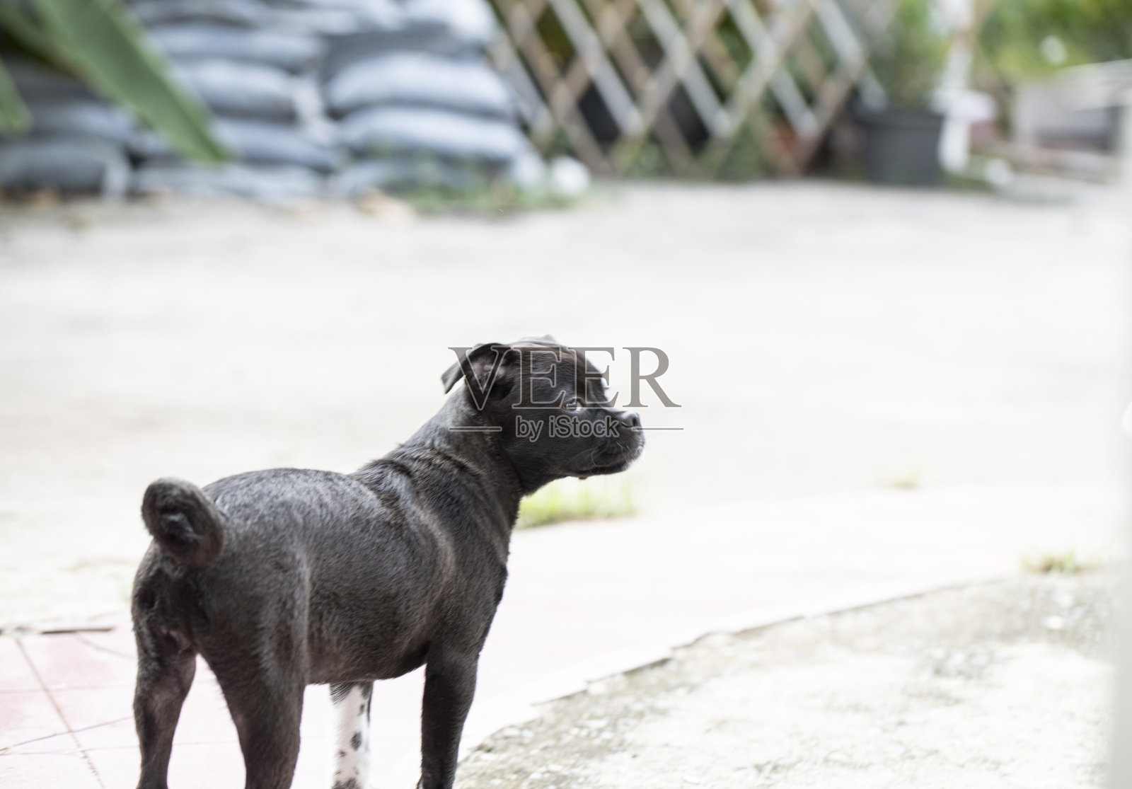 黑狗，后视镜是向后看的照片摄影图片