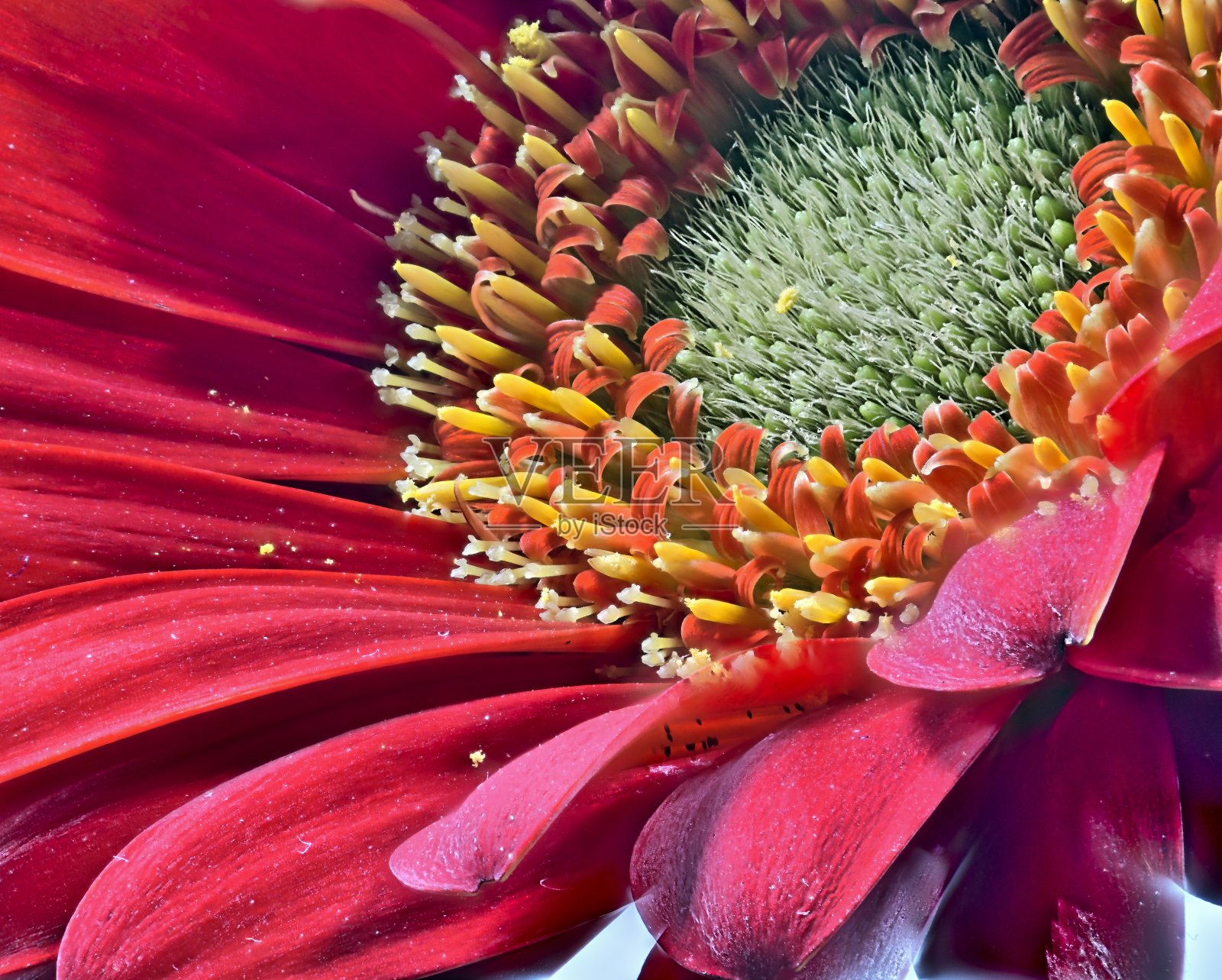 花红色照片摄影图片