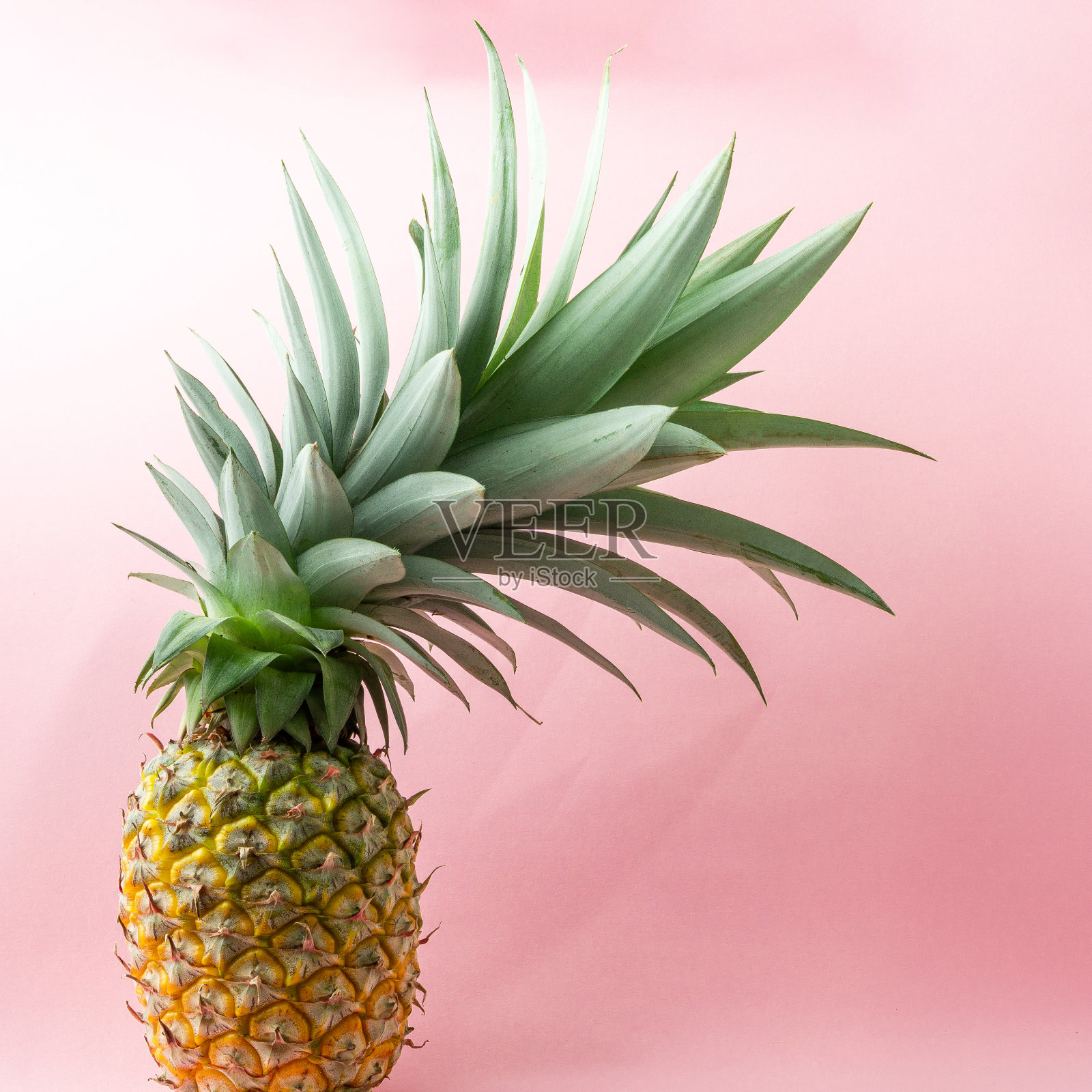 浅粉色背景上的菠萝。照片摄影图片