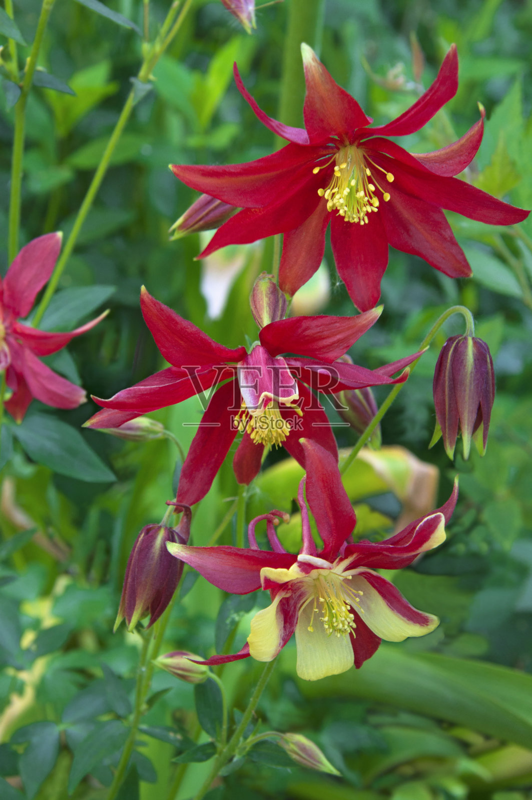 美丽的黄色，红色的水仙花(水仙花)在一个花园的绿叶背景的特写照片摄影图片