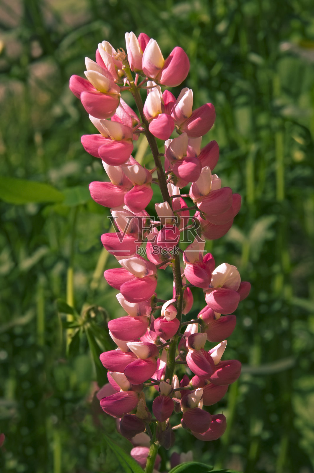 粉白色美丽的羽扇豆(Lupinus)近距离在绿色的树叶背景下的花园照片摄影图片