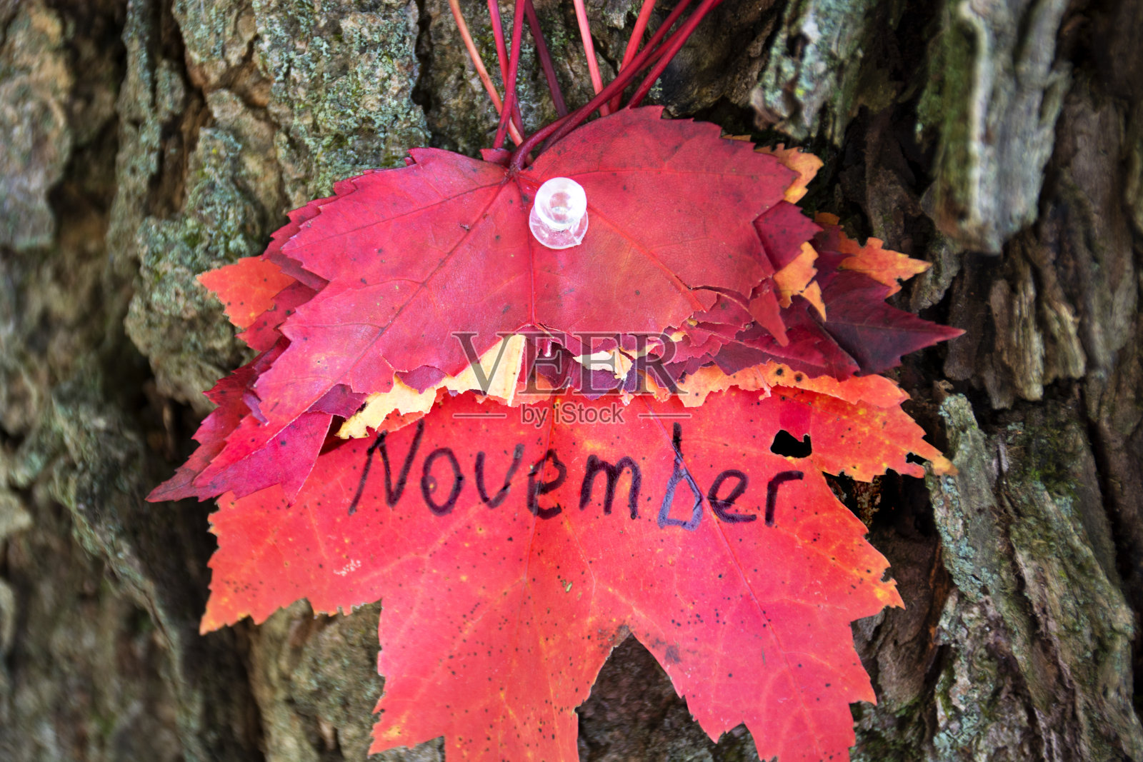 红色的枫叶上有十一月的字样。枫叶上缀着“十一月”的字样。大自然的日历。照片摄影图片