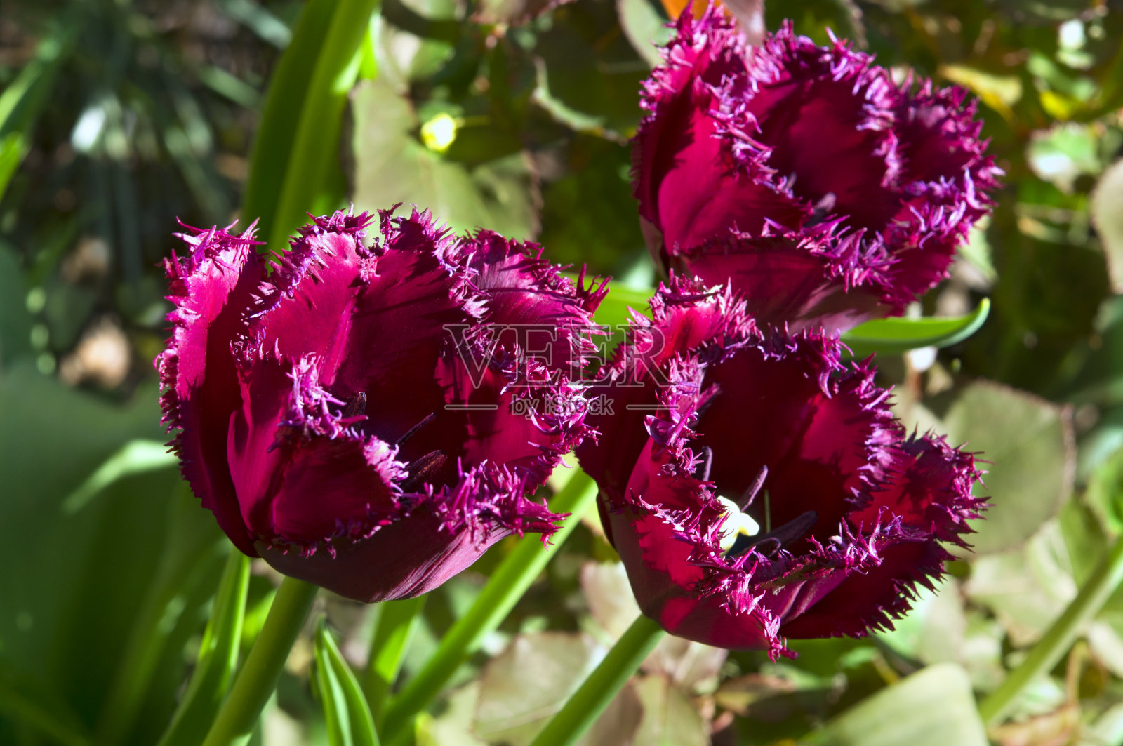 三朵紫色的流苏郁金香(Túlipa)在一个阳光明媚的日子里，以绿色的树叶为背景的特写照片摄影图片