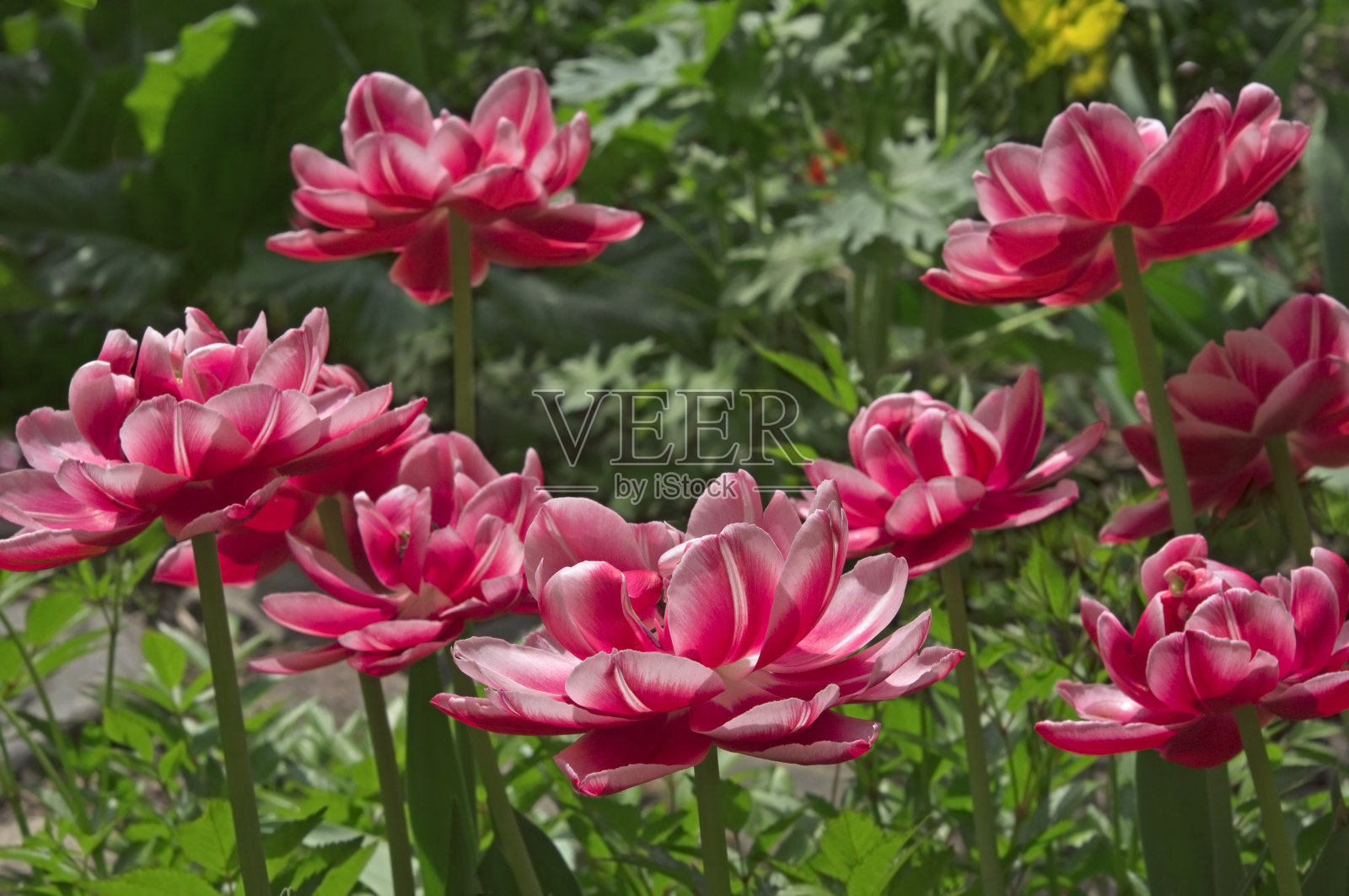 粉色、红色、白色的毛边郁金香(Túlipa)在一个阳光明媚的日子里照片摄影图片