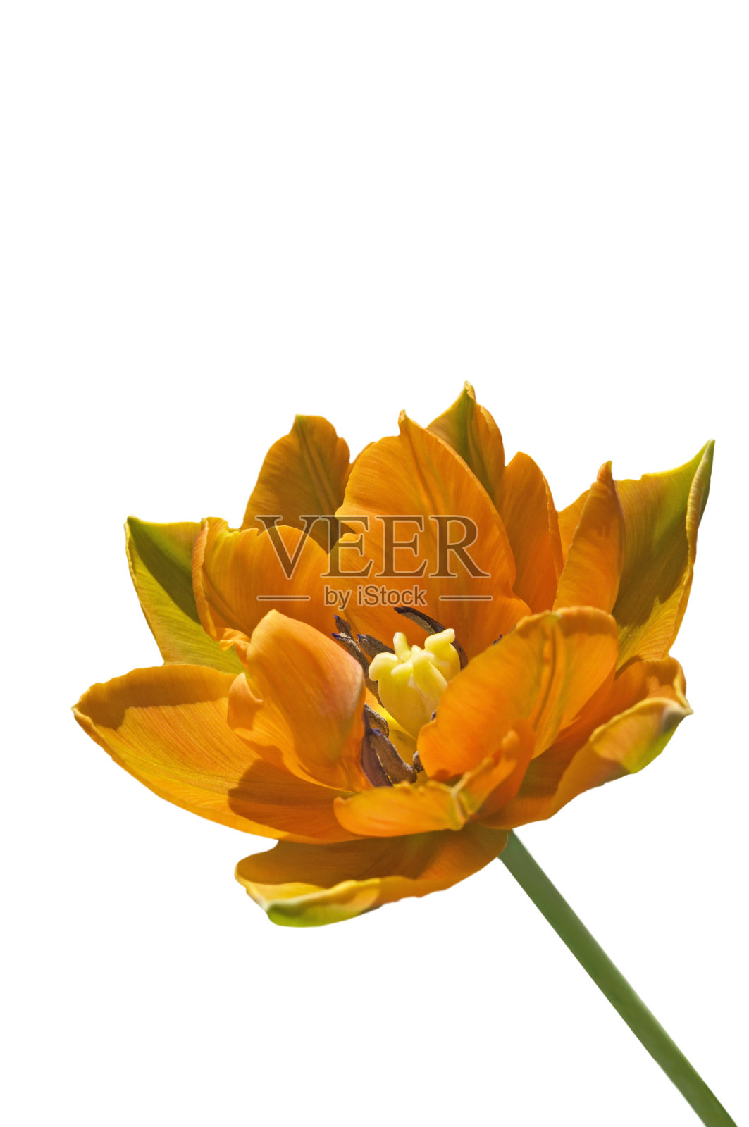 一个橙色的毛利郁金香(Túlipa)近距离上白色孤立的背景照片摄影图片