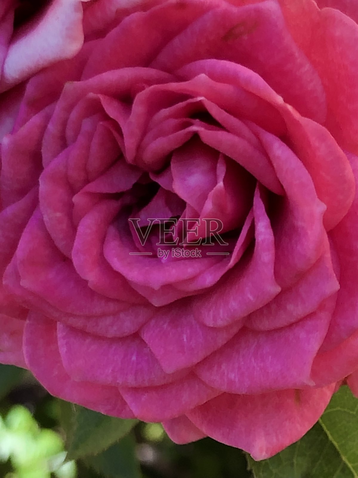 玫瑰开花照片摄影图片