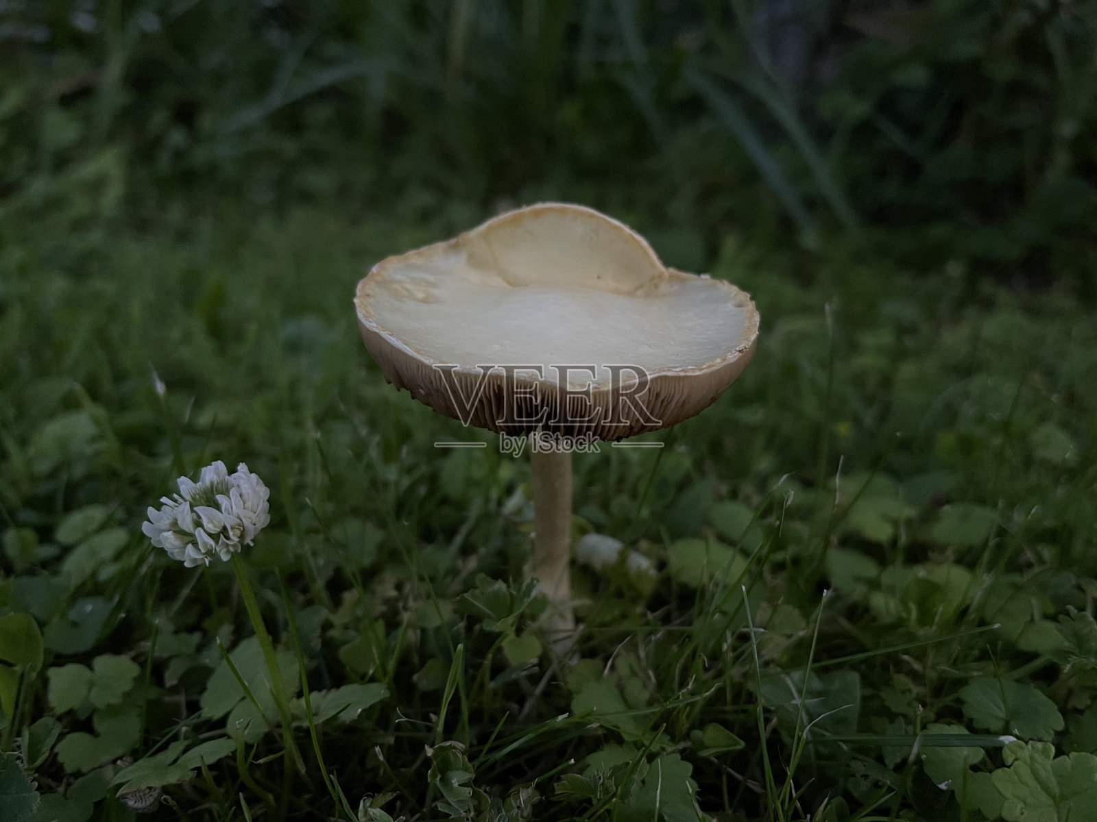 蘑菇的黄昏照片摄影图片