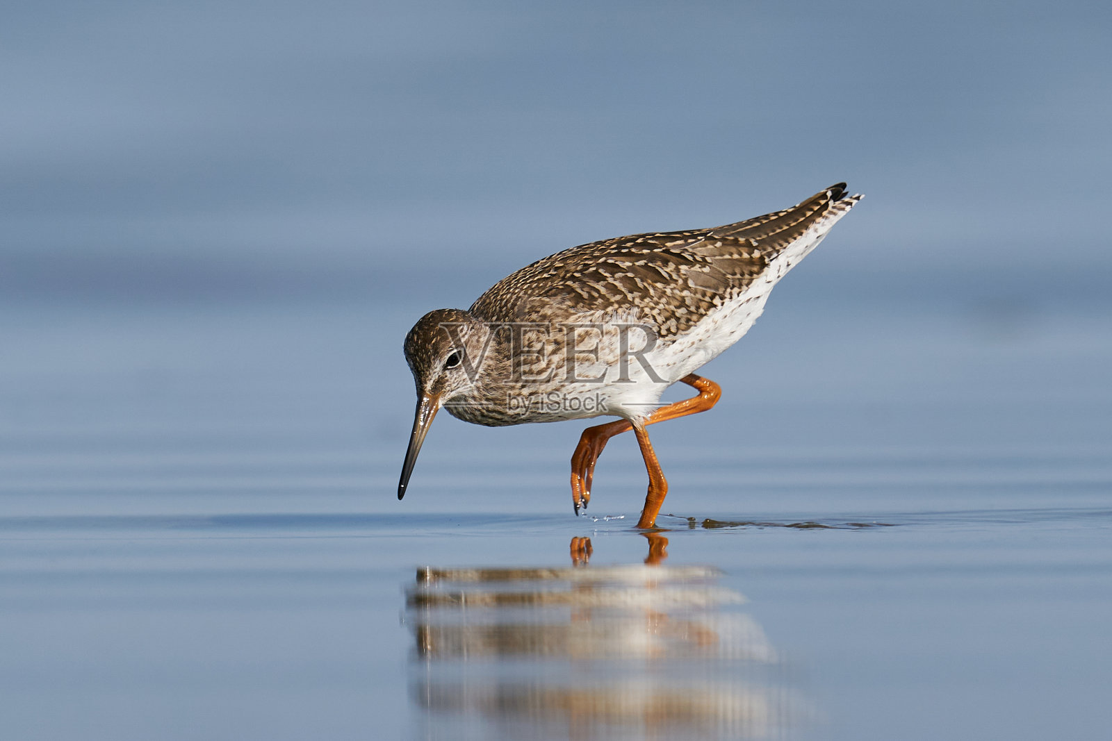 普通redshank (Tringa to伤风)照片摄影图片