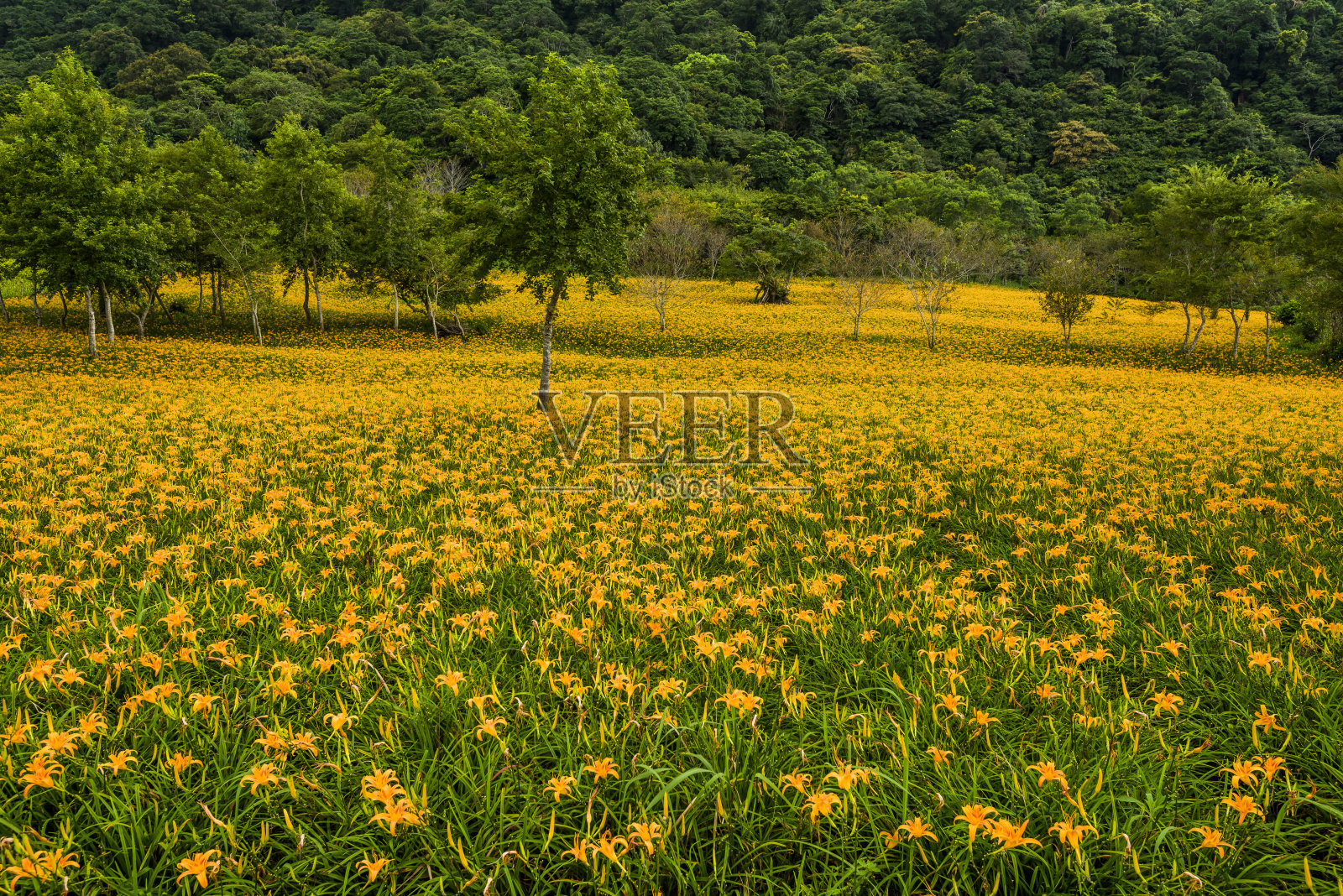 山坡上美丽的萱草花照片摄影图片